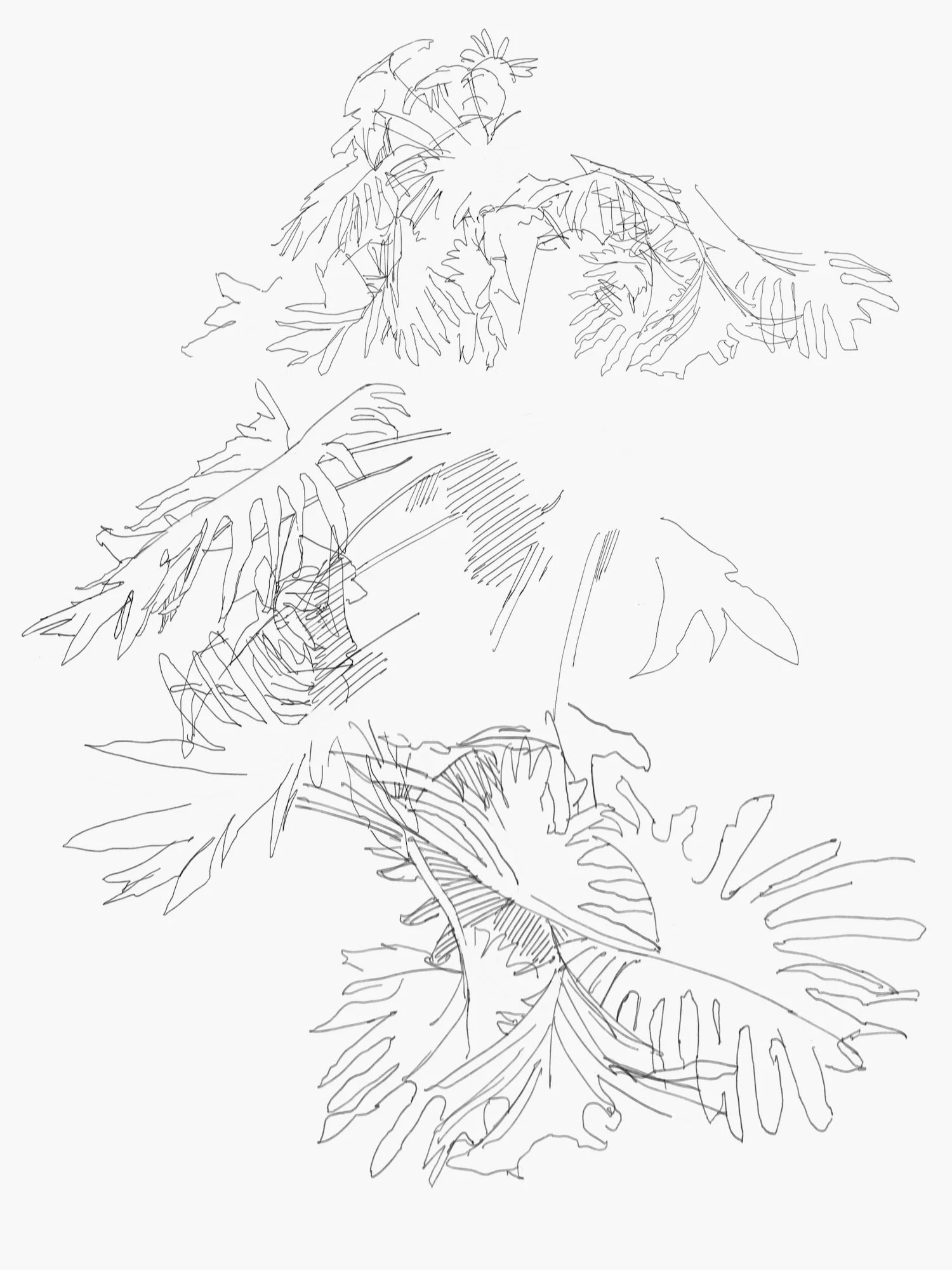 garden - 1.jpeg