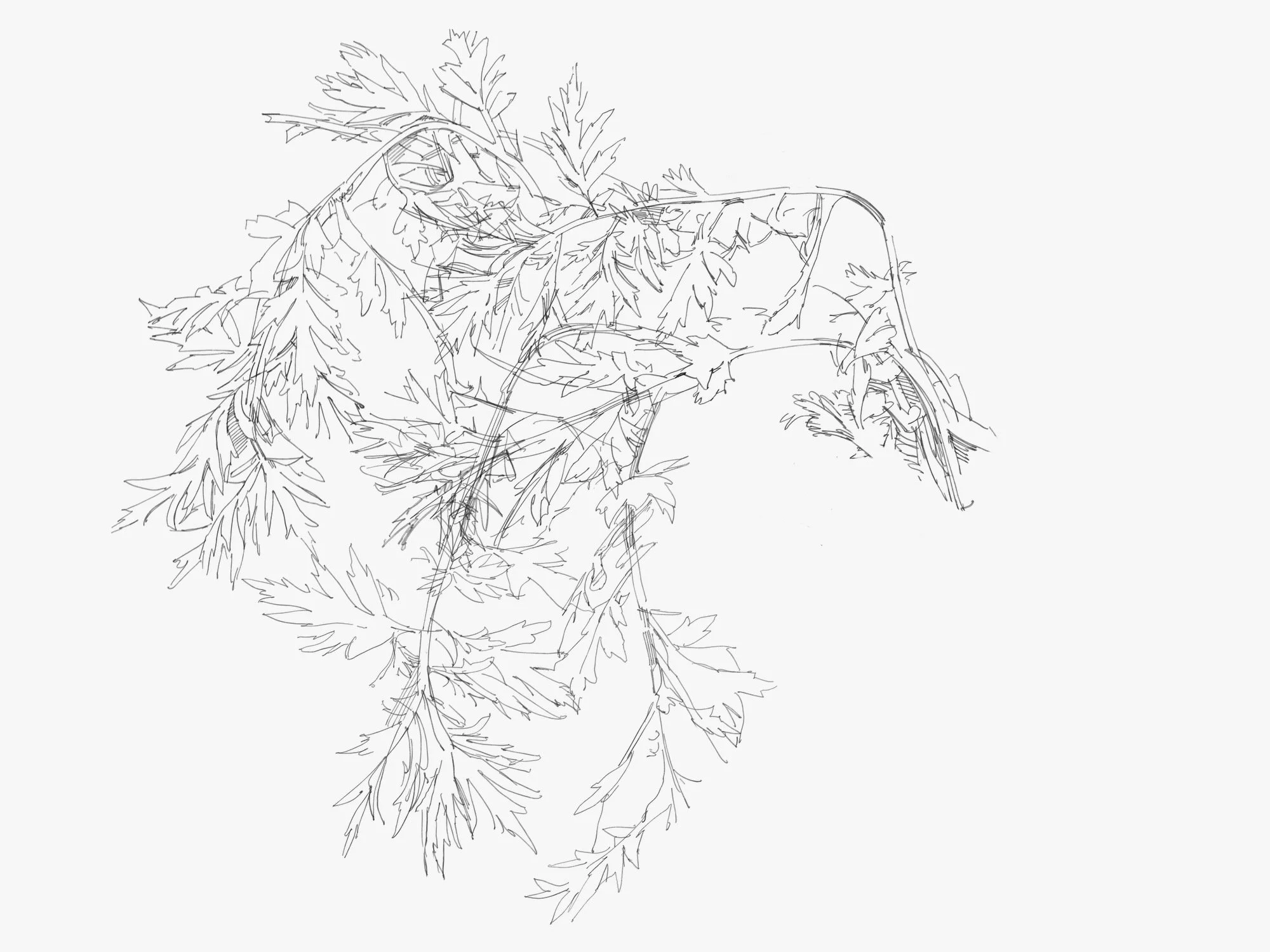 garden - 1.jpeg