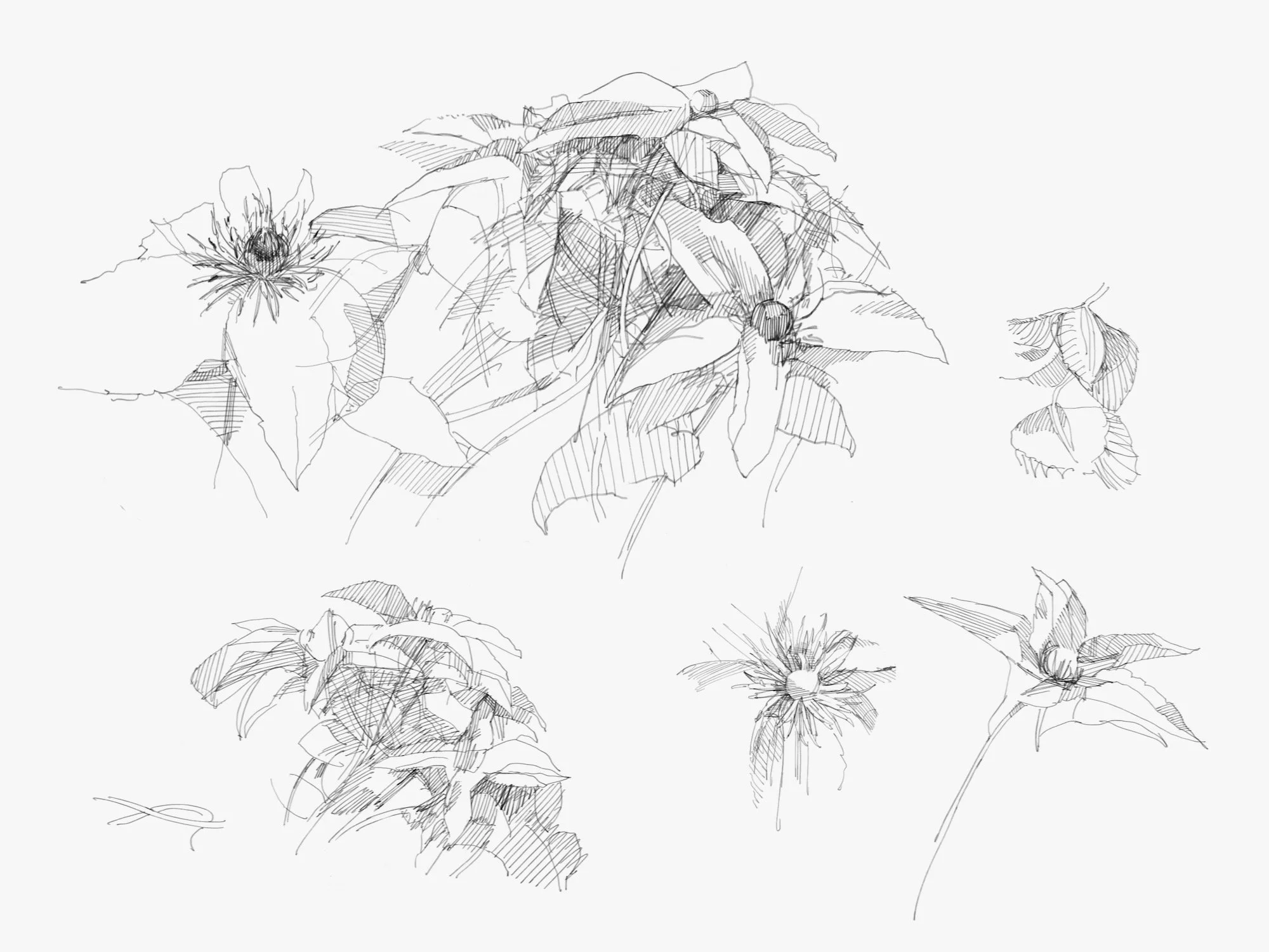 clematis - 1.jpeg