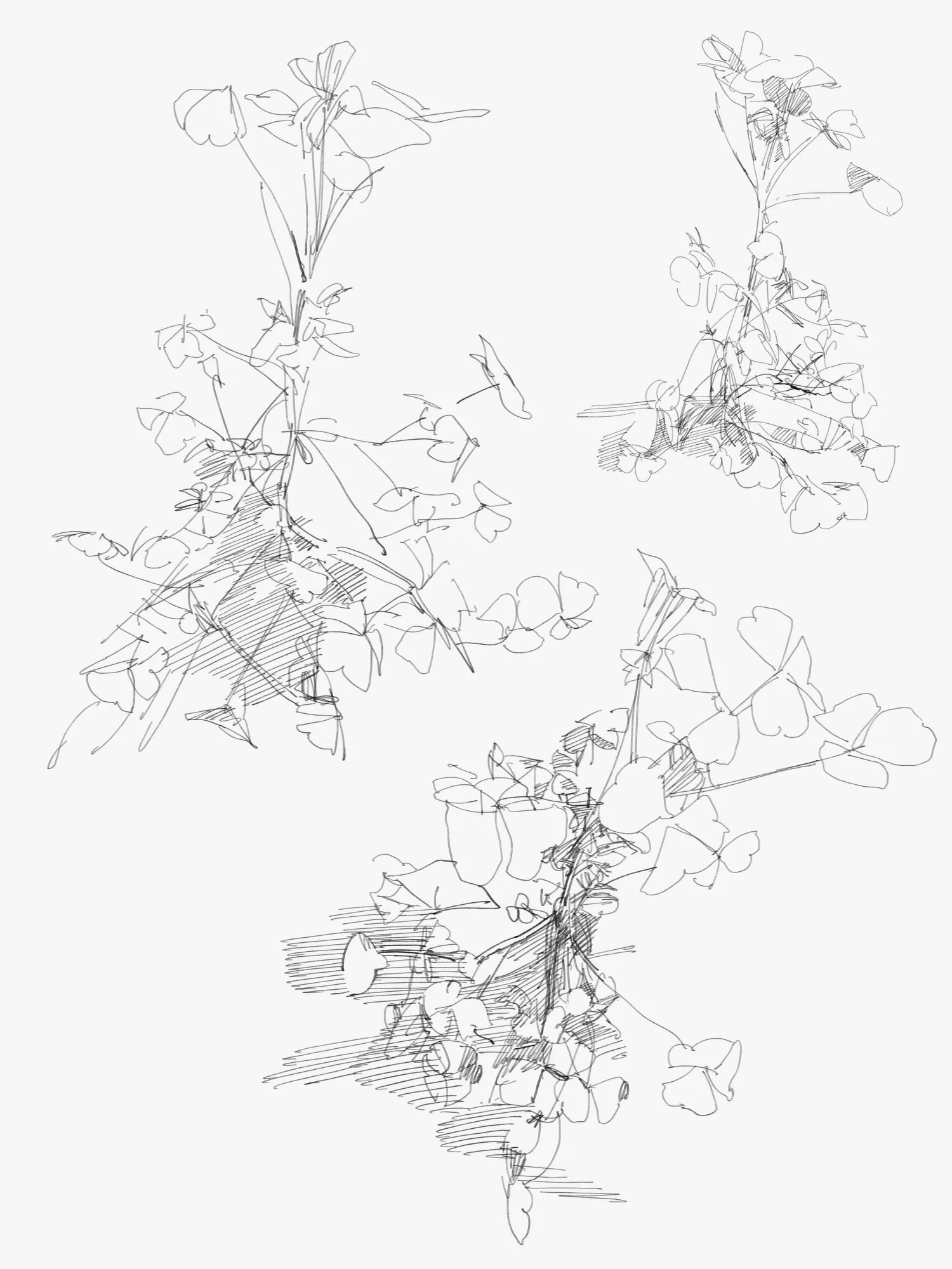 clover - 1.jpeg