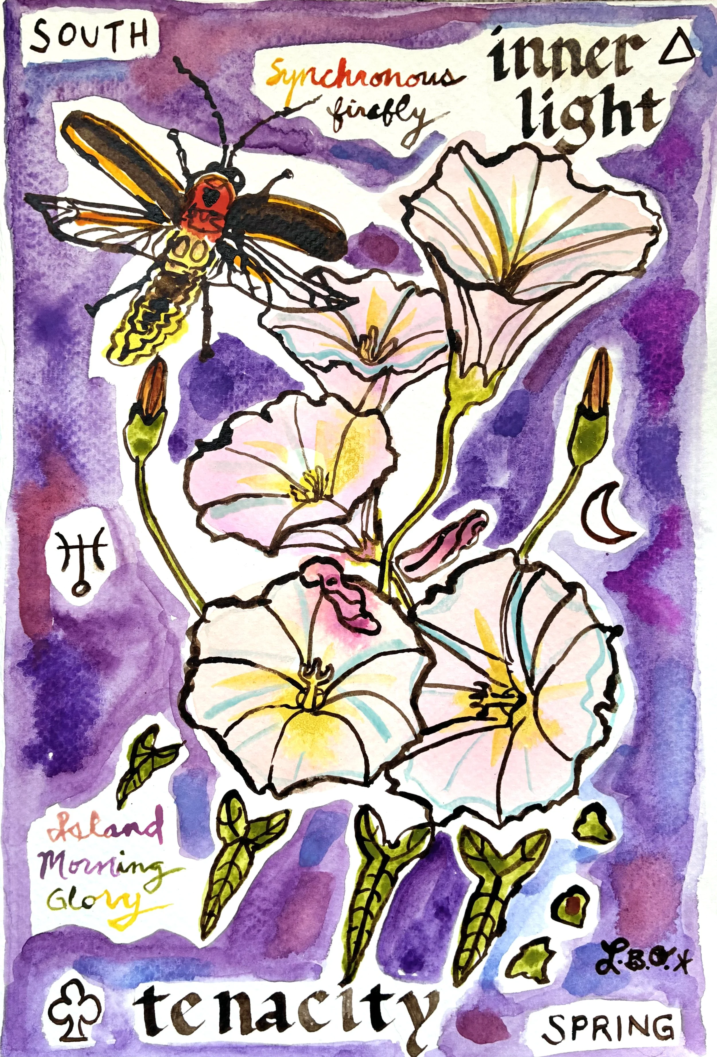 Firefly Morning Glory.jpg