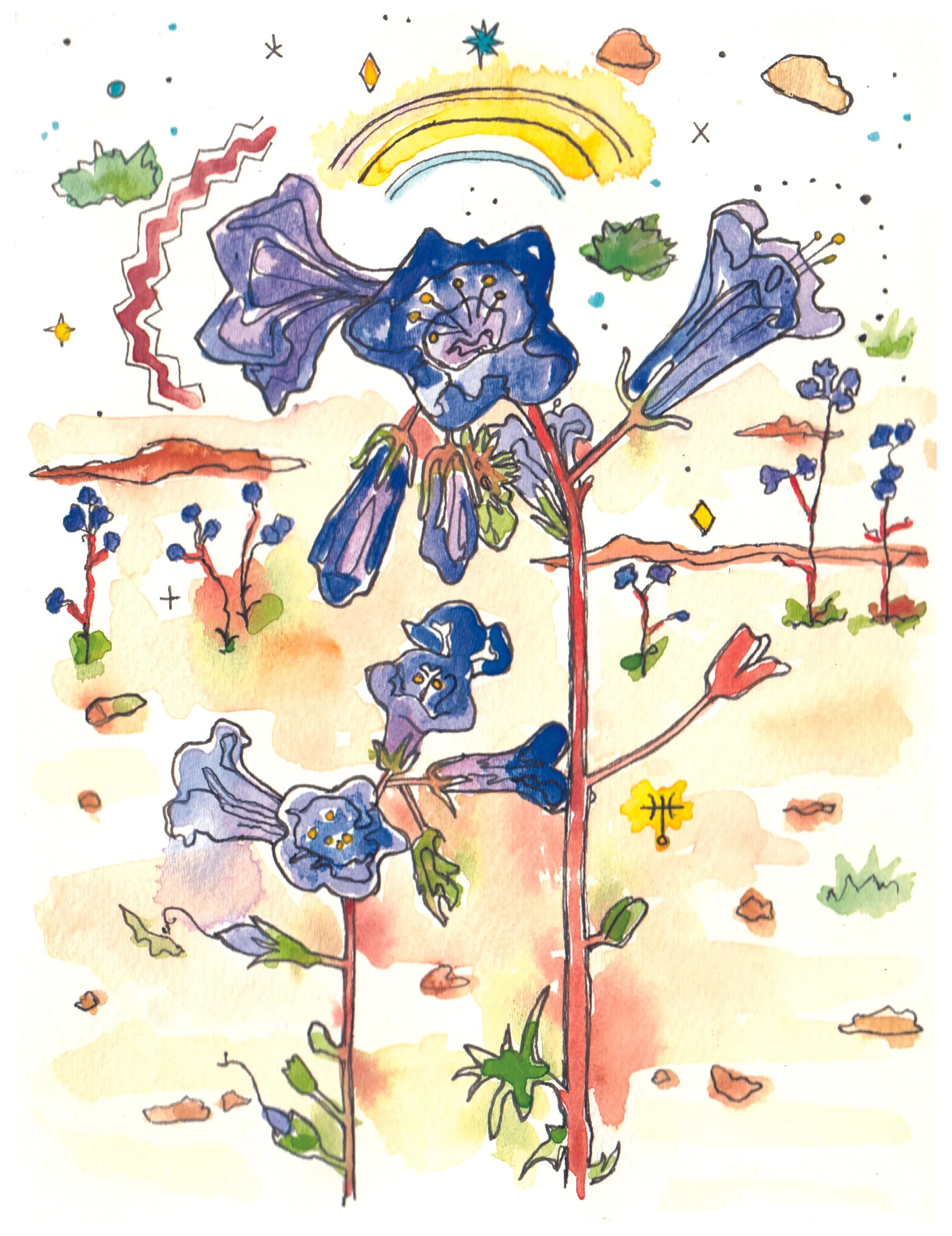 Desert Bluebells.jpg