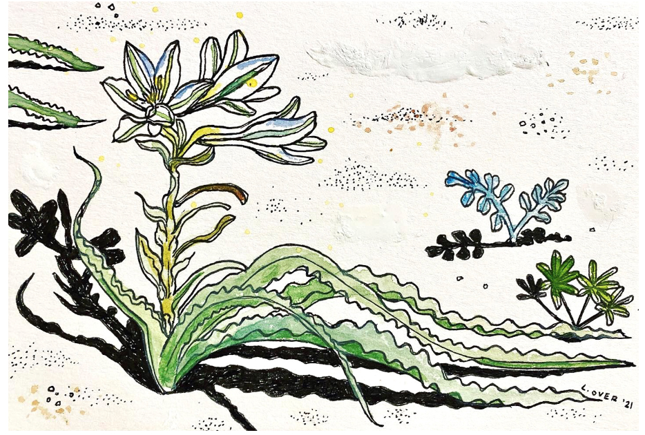 desert lily 1.png