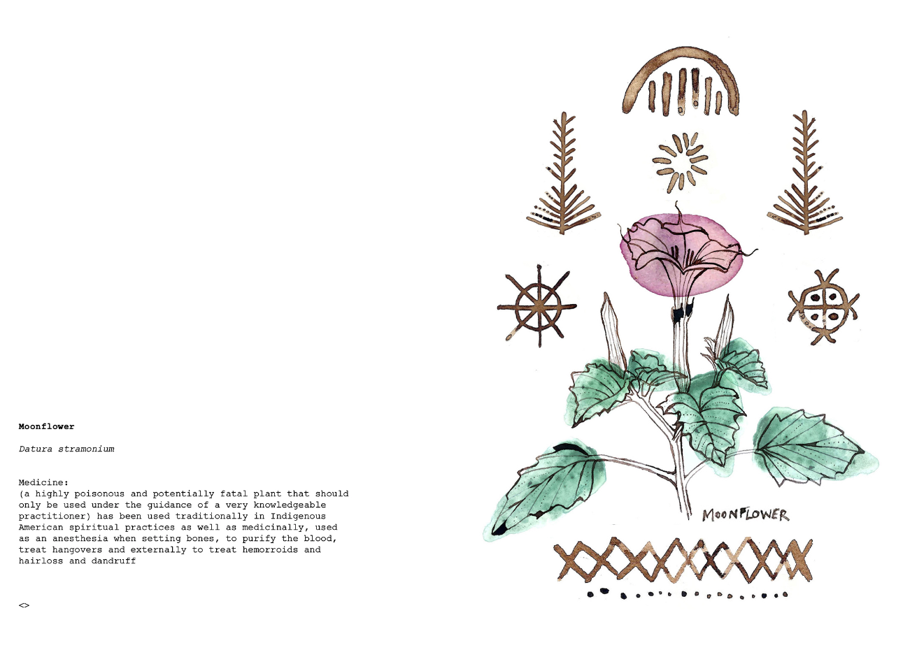 datura.png