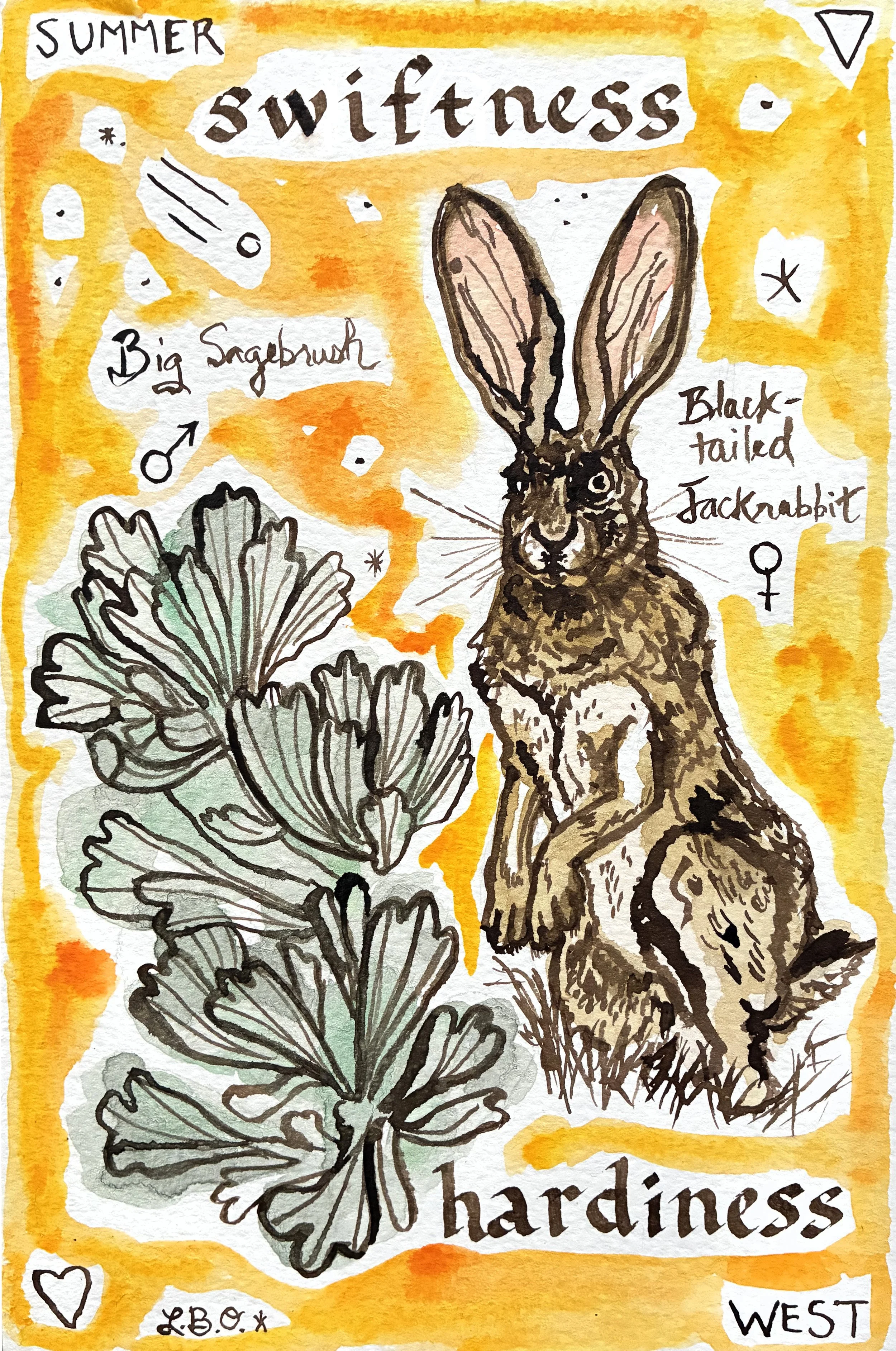 Sagebrush Jackrabbit.jpg