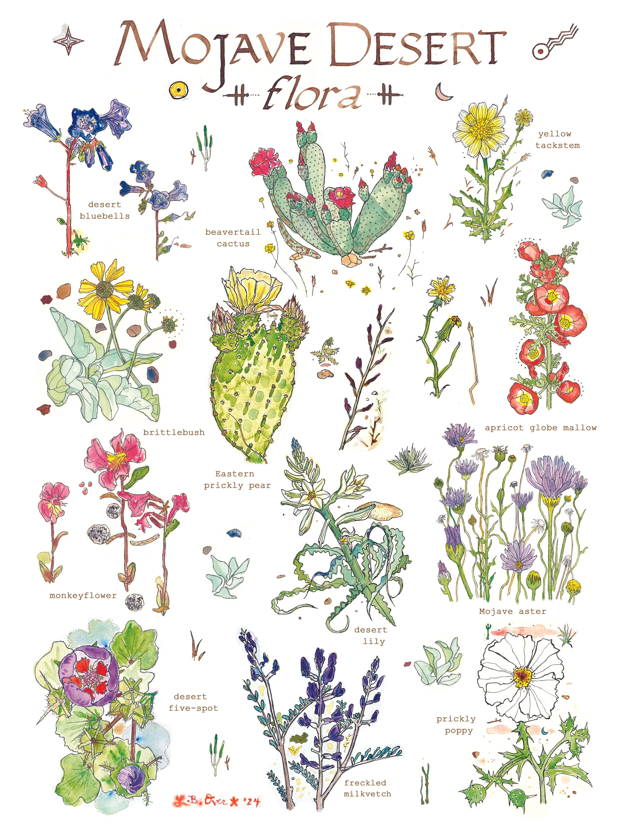 Mojave Desert Flora Poster 12x16.jpg
