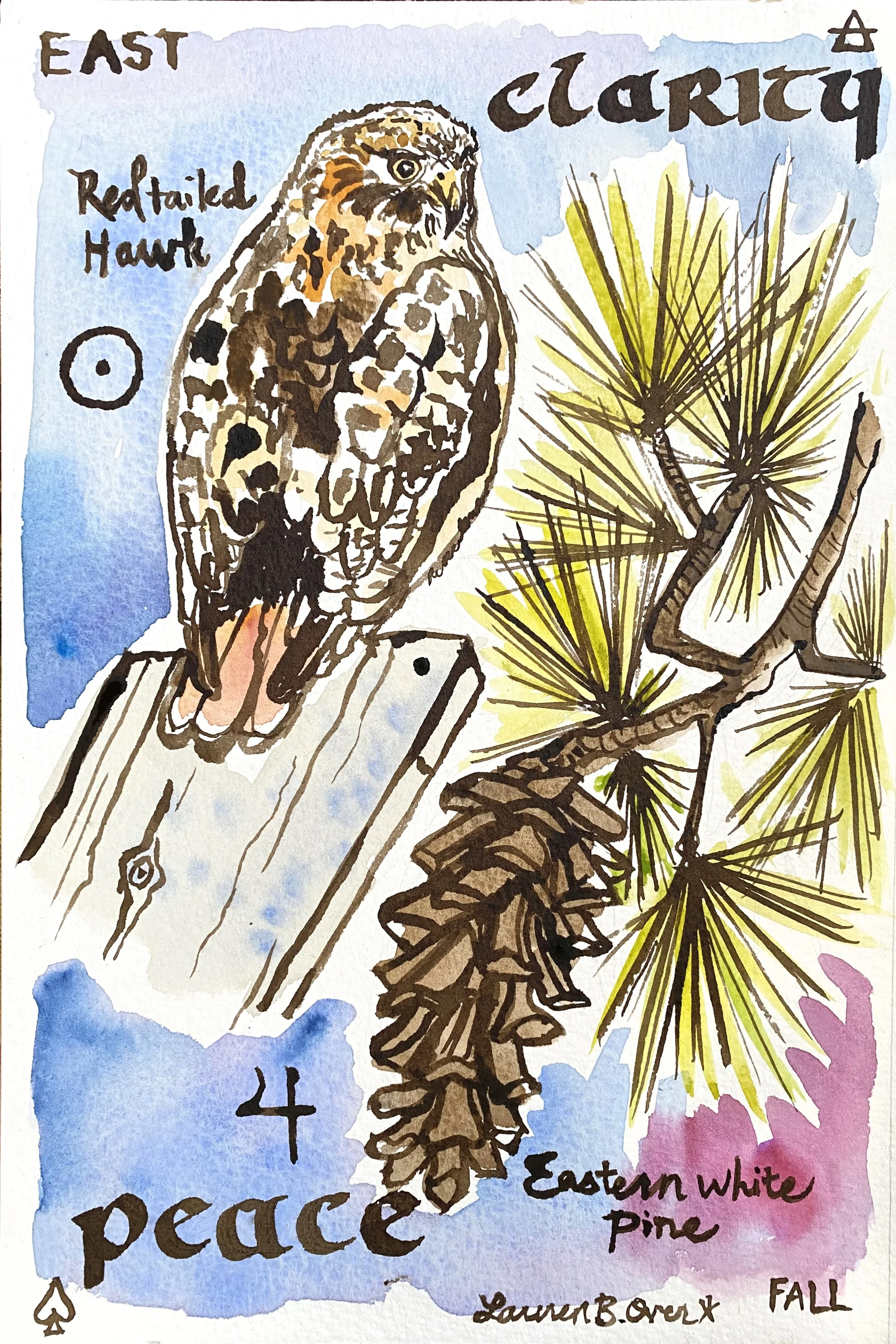 Hawk Pine.jpg