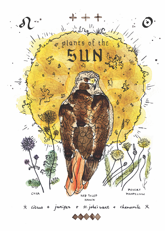 Sun hawk.png