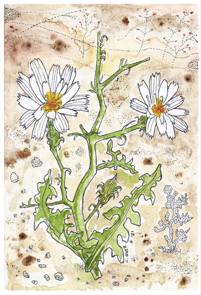 desert chicory.png