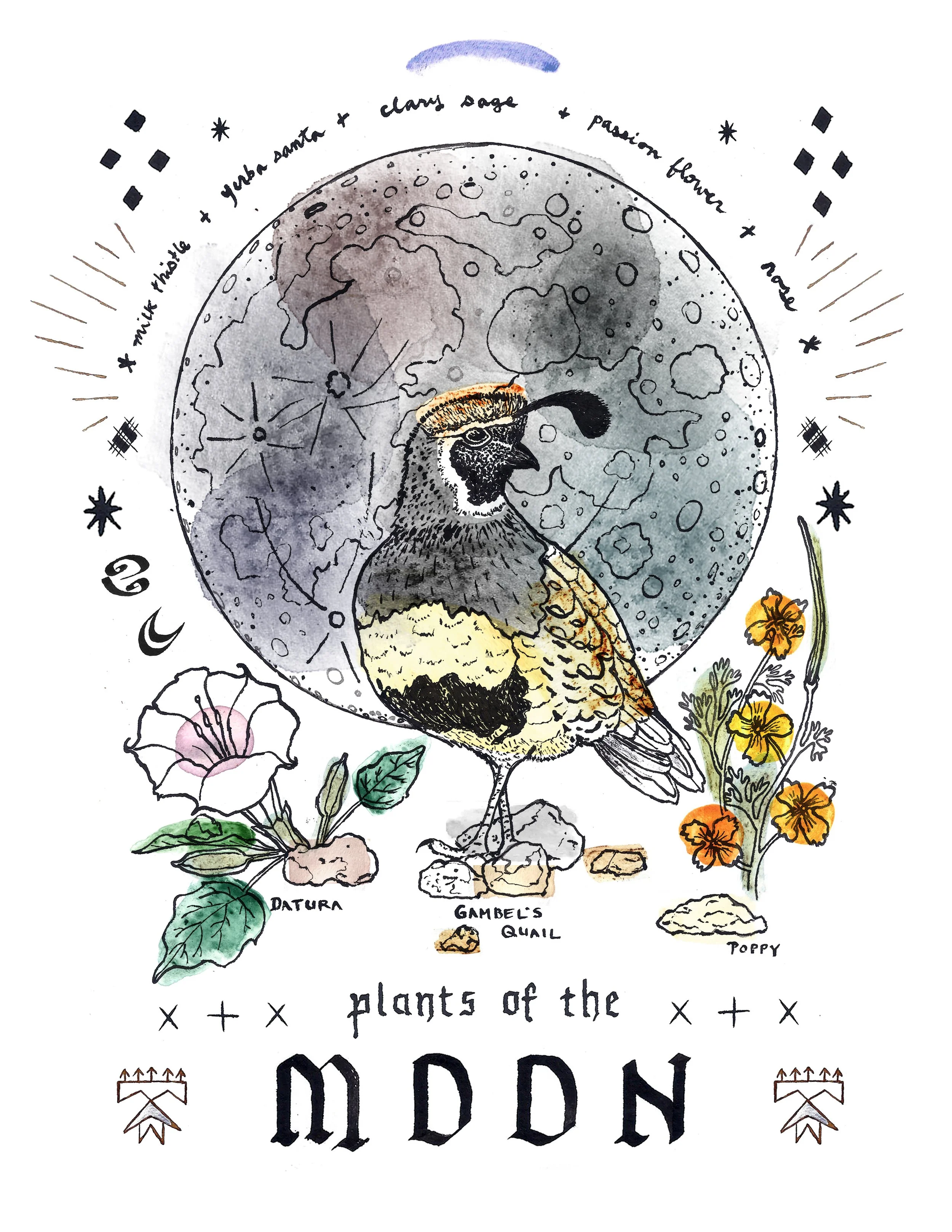 Moon Quail- Plants & Planets print