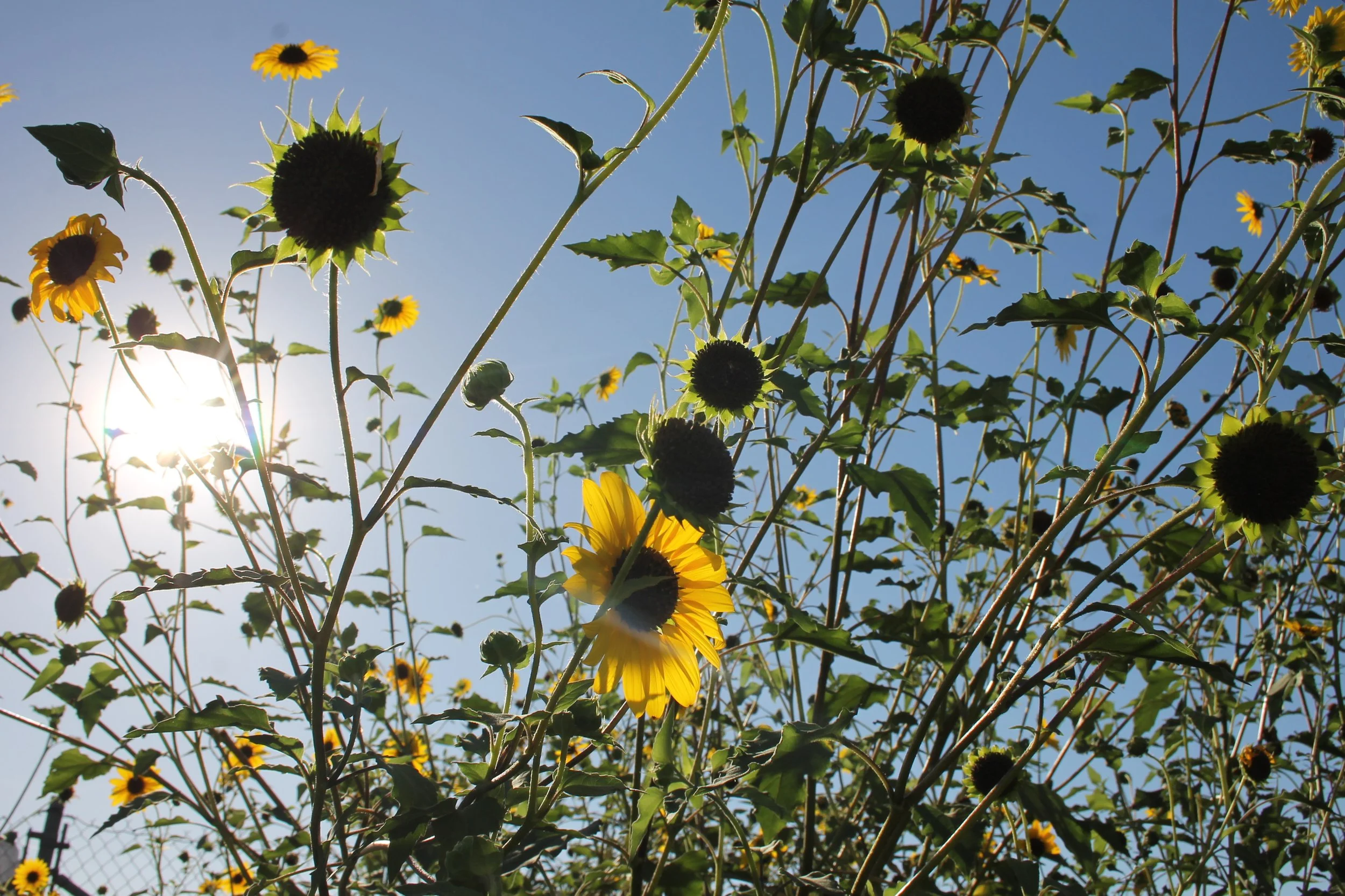Wild Sunflowers of Los Angeles