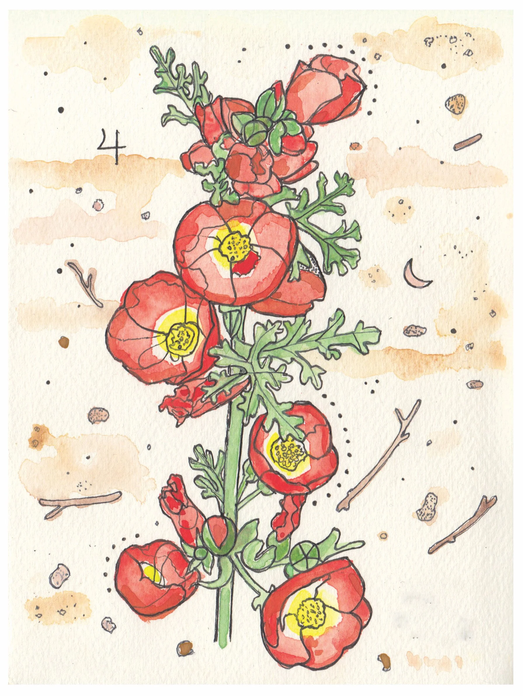 Apricot Globe Mallow 2.jpg