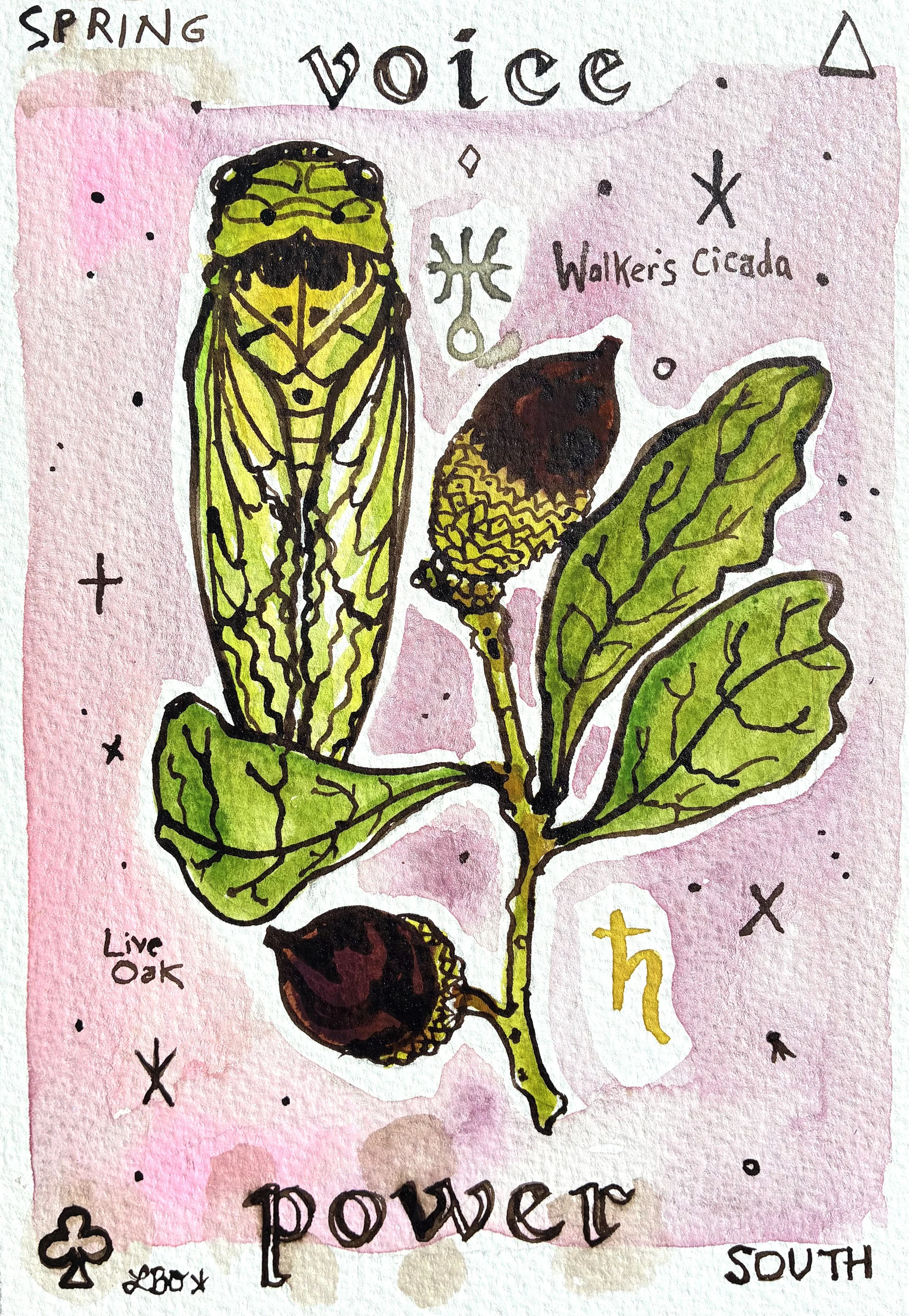 Cicada Oak.jpg