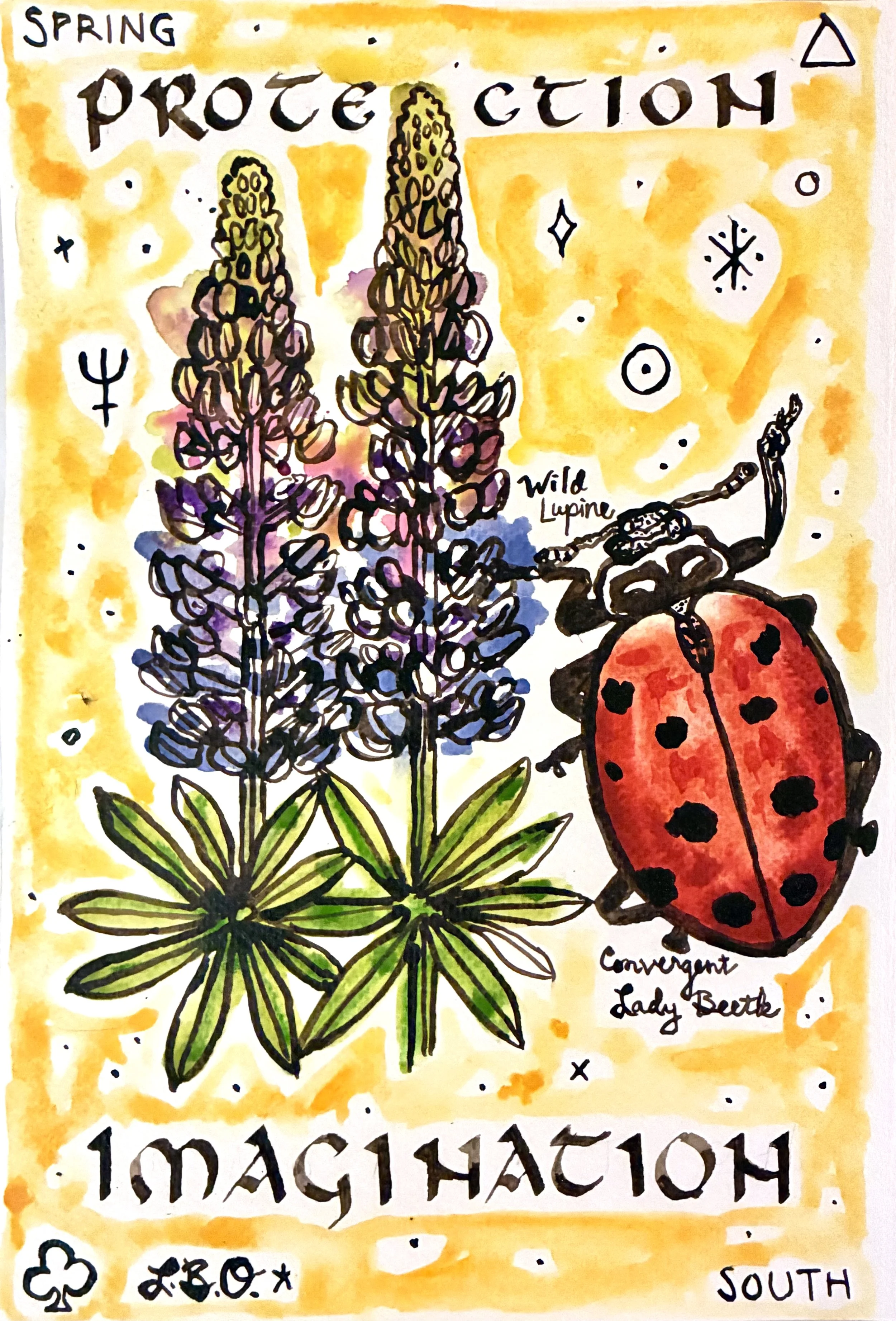 Lupine Ladybug.jpg