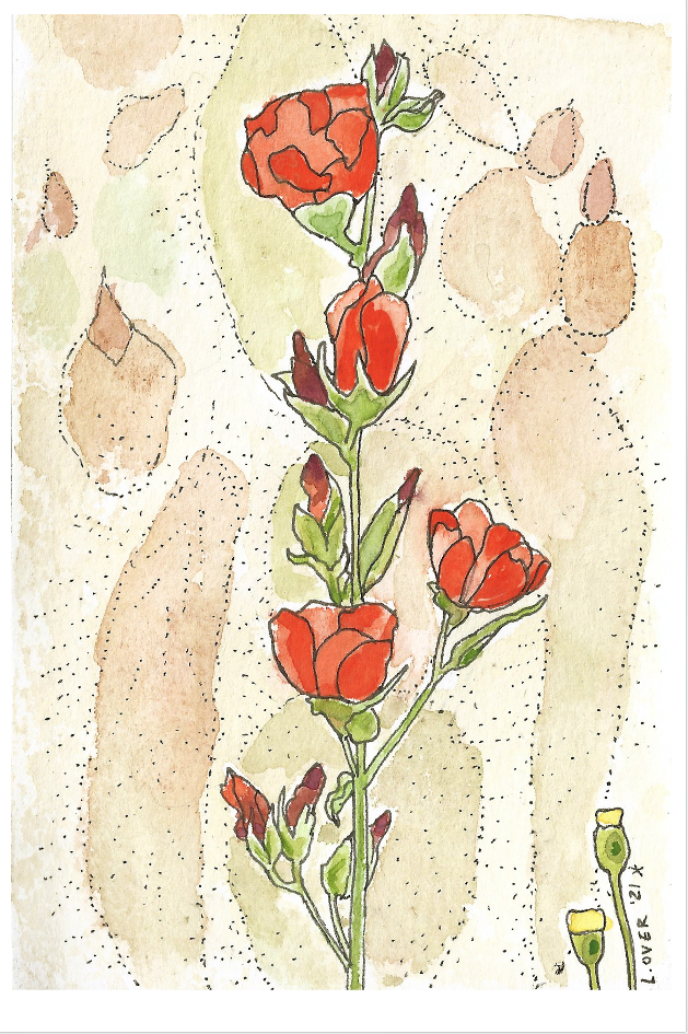apricot globe mallow.png