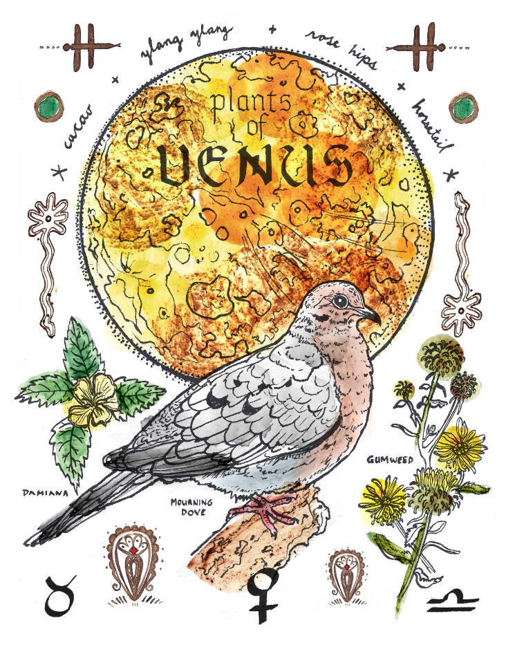 Venus dove.png