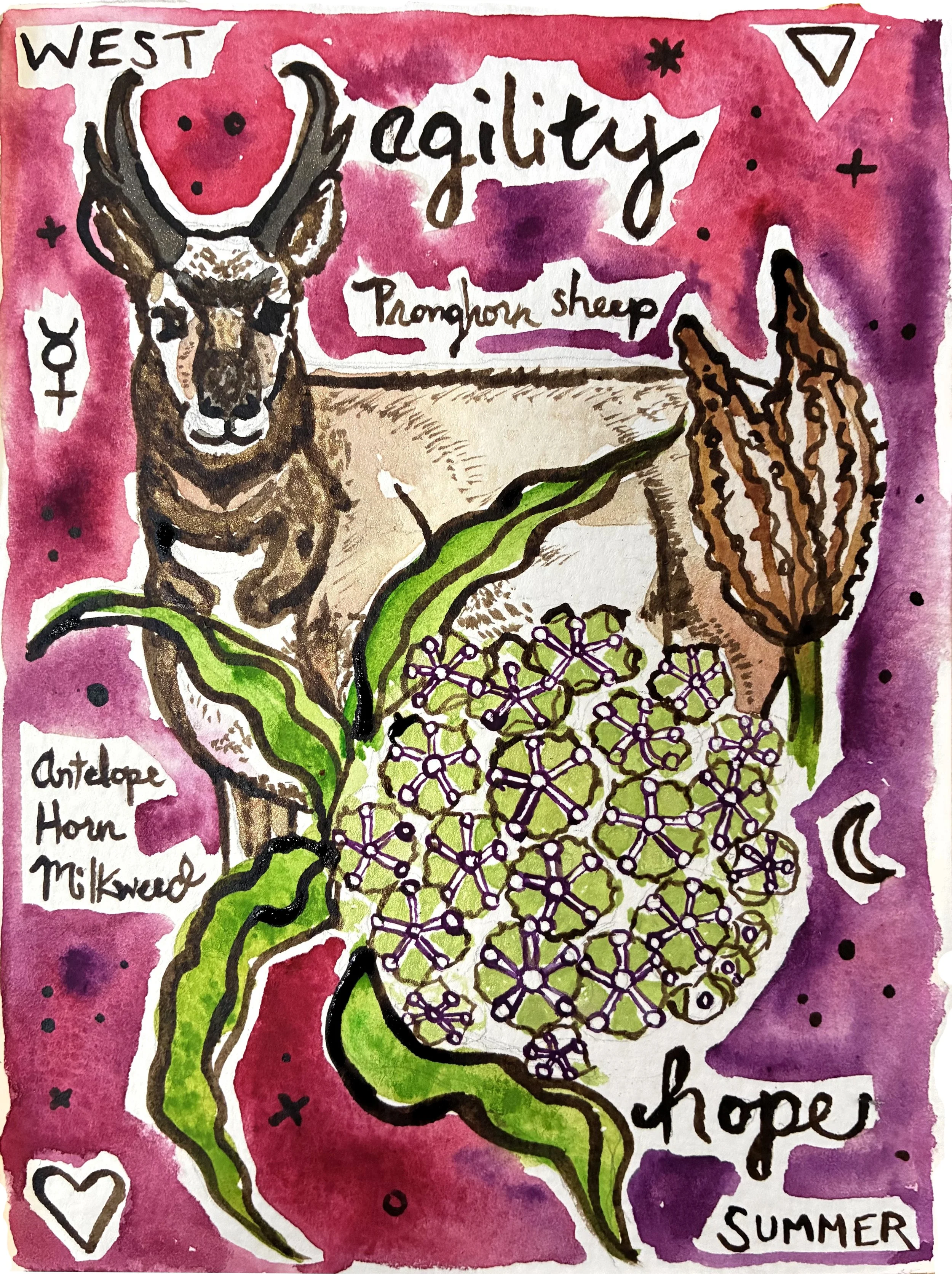 Pronghorn Milkweed.jpg