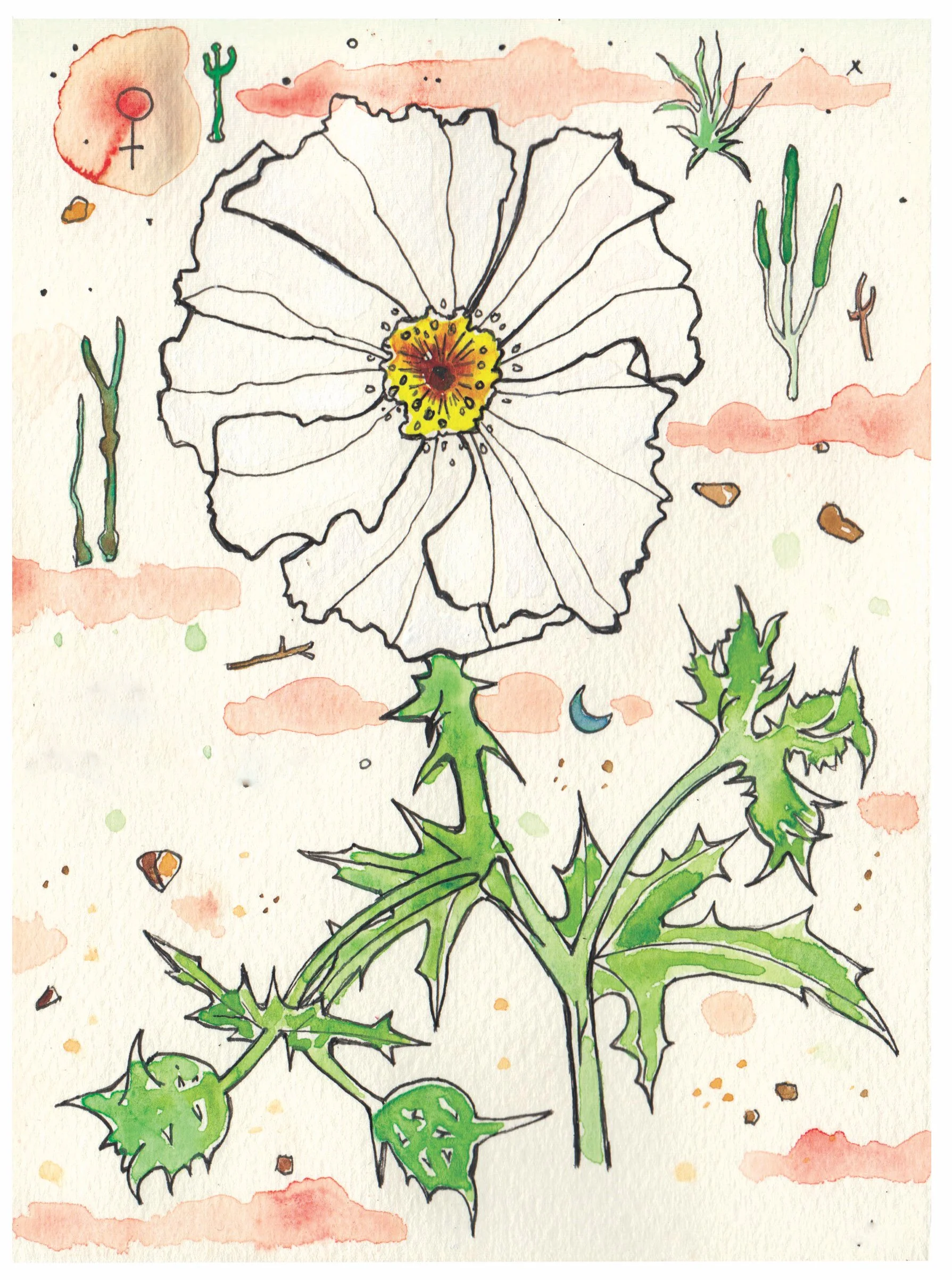 Prickly Poppy.jpg