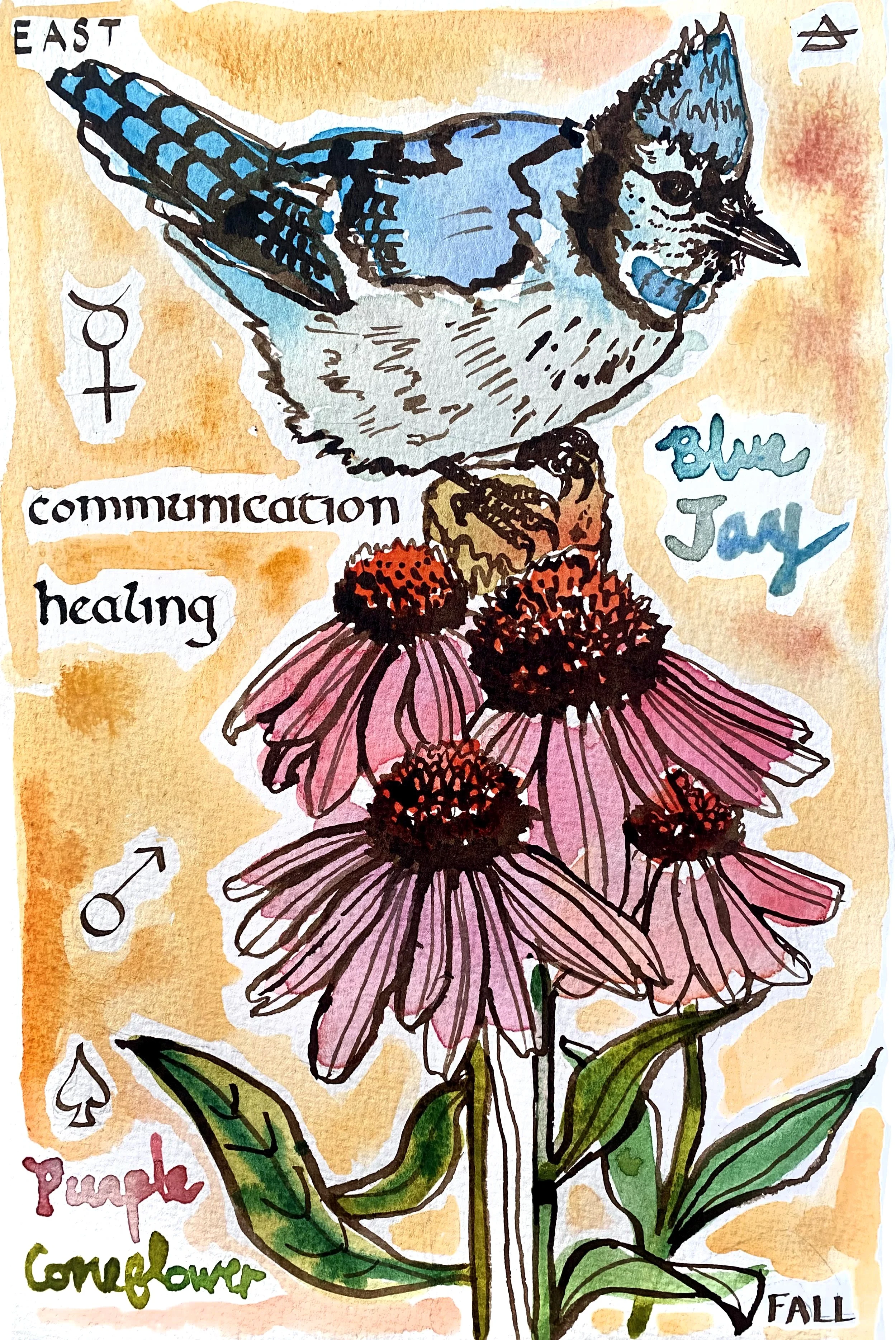 Blue Jay Echinacea.jpeg
