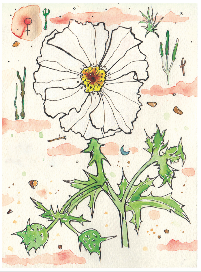 prickly poppy.png