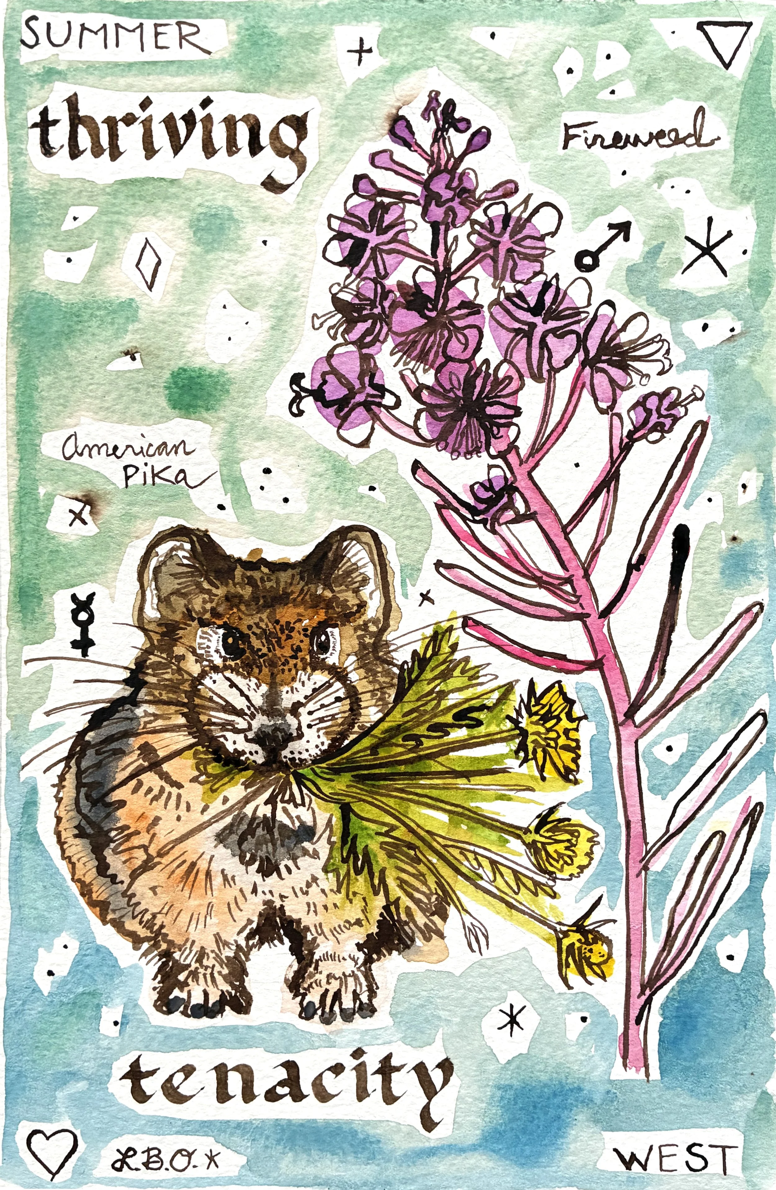 Fireweed Pika.jpg