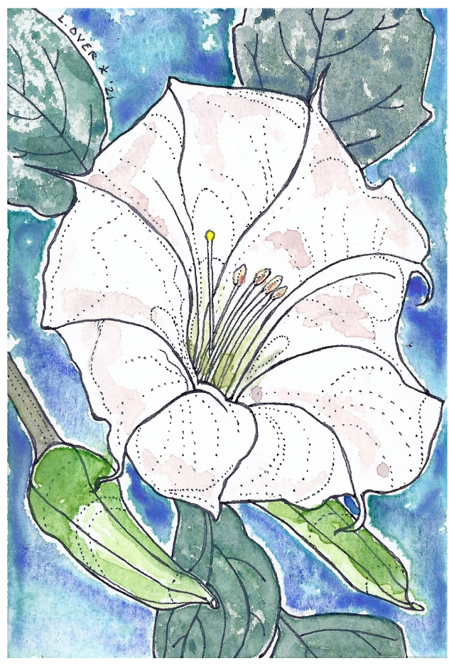 moonflower.png