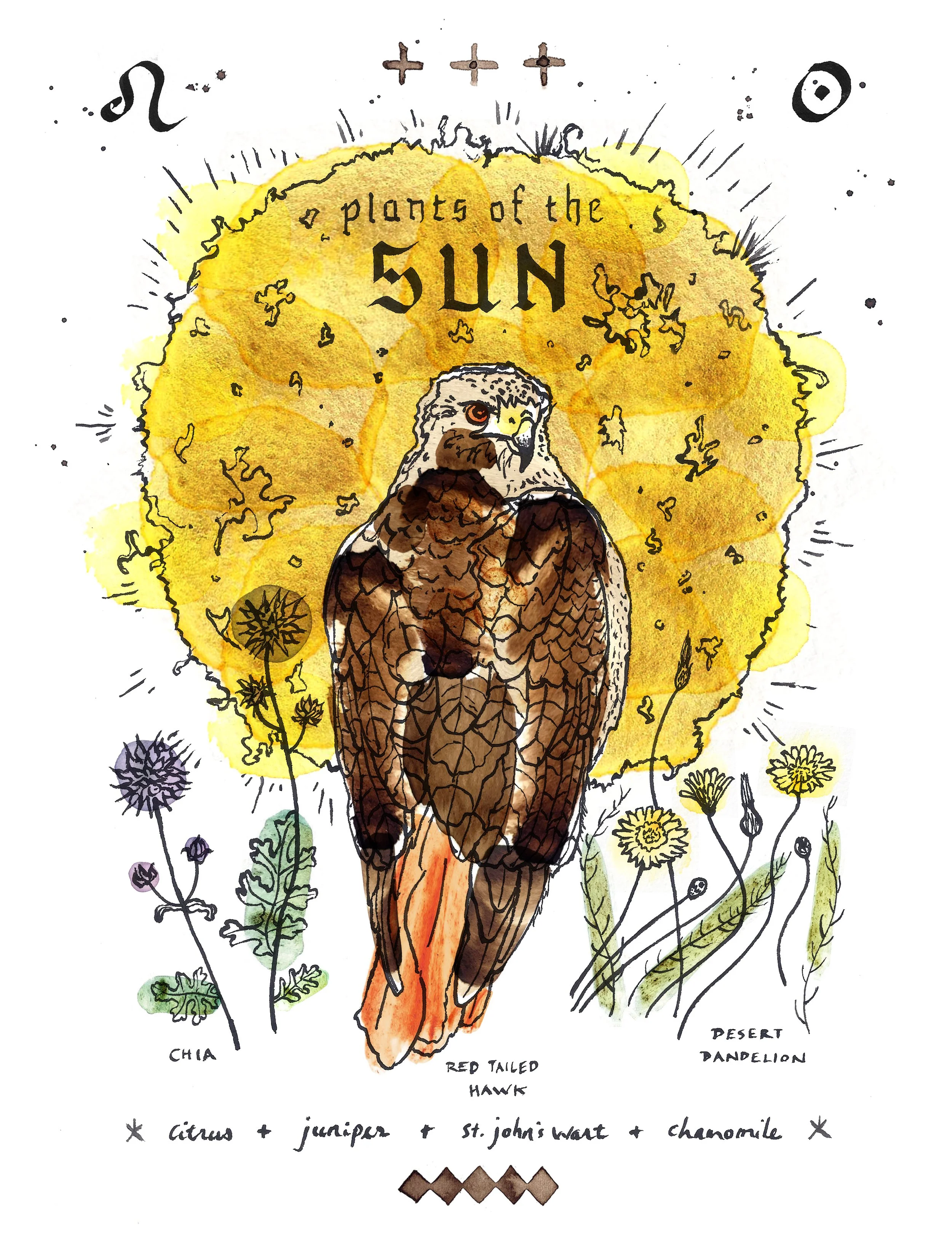 Sun Hawk - Plants & Planets print
