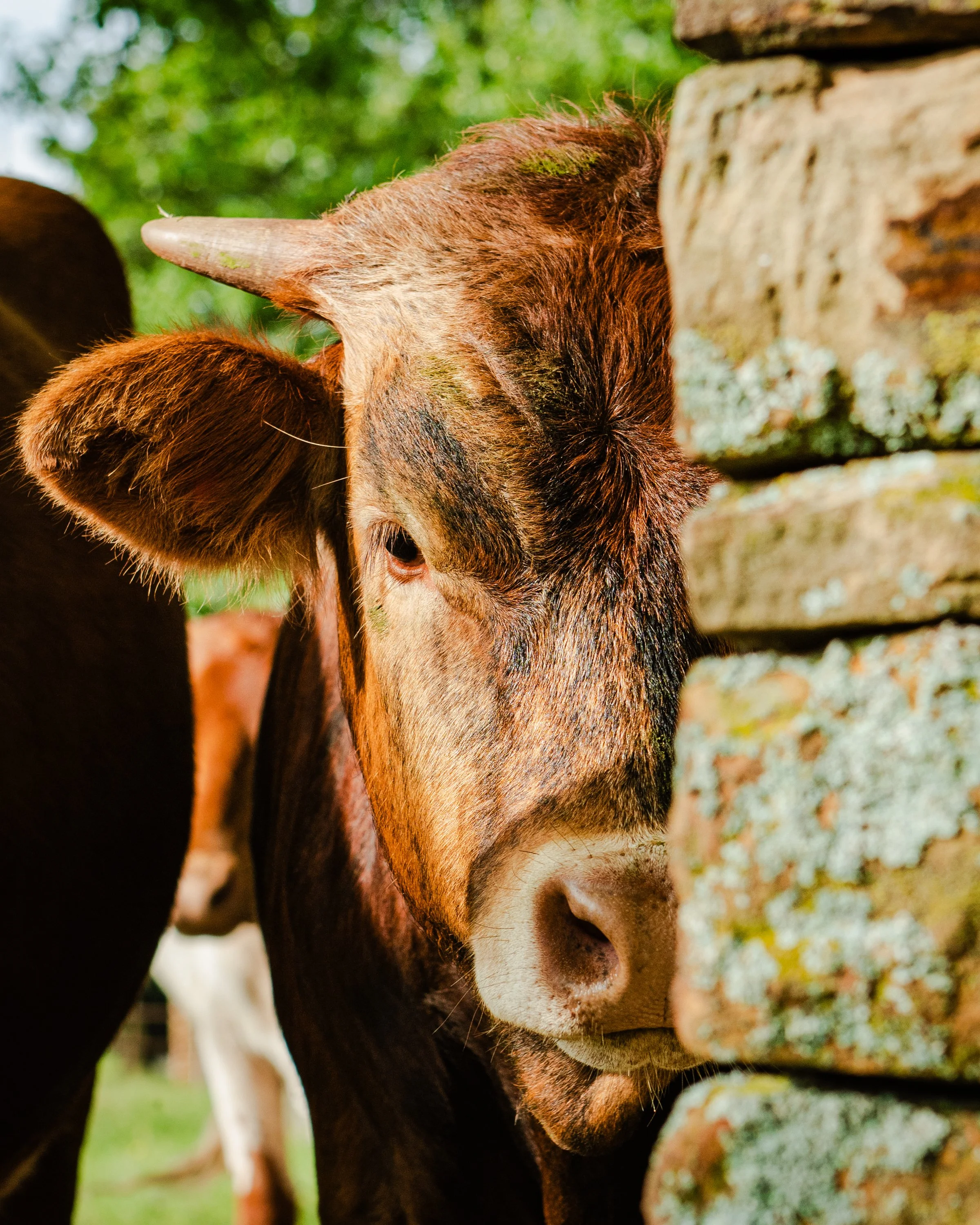 05232026_GrapevineCows_006.JPG