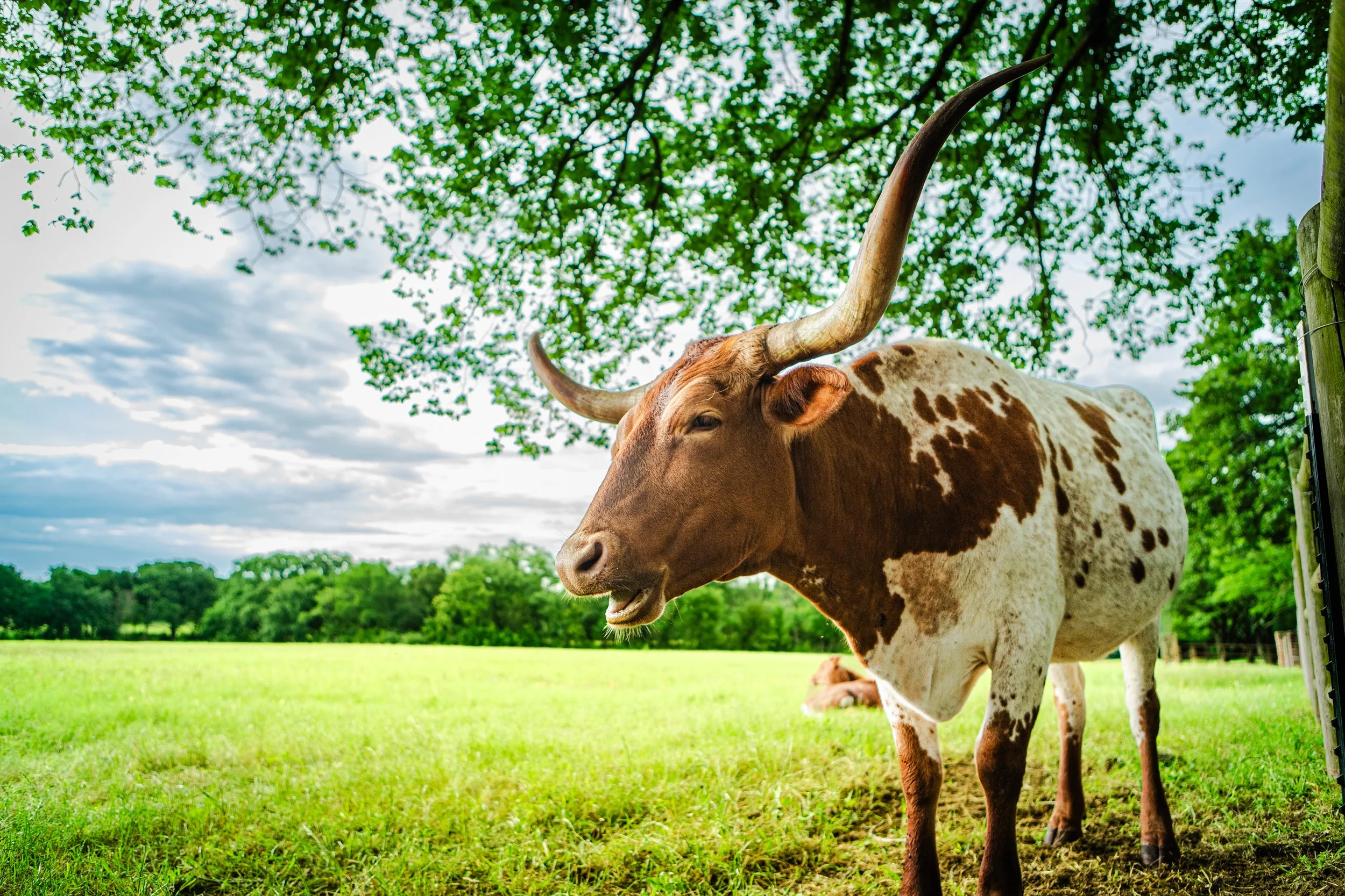 05232026_GrapevineCows_012.JPG