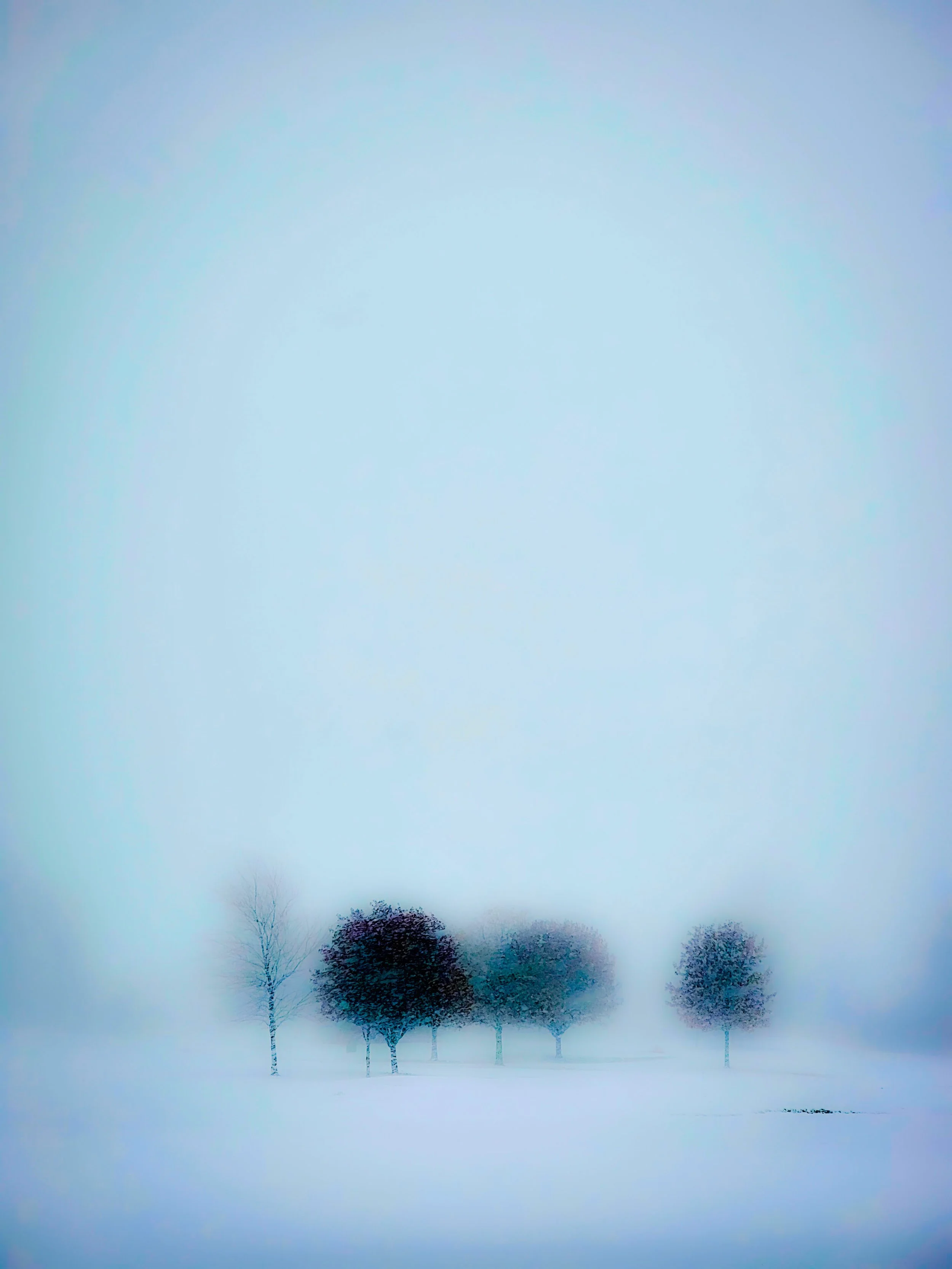 snowytreesclarity.jpg