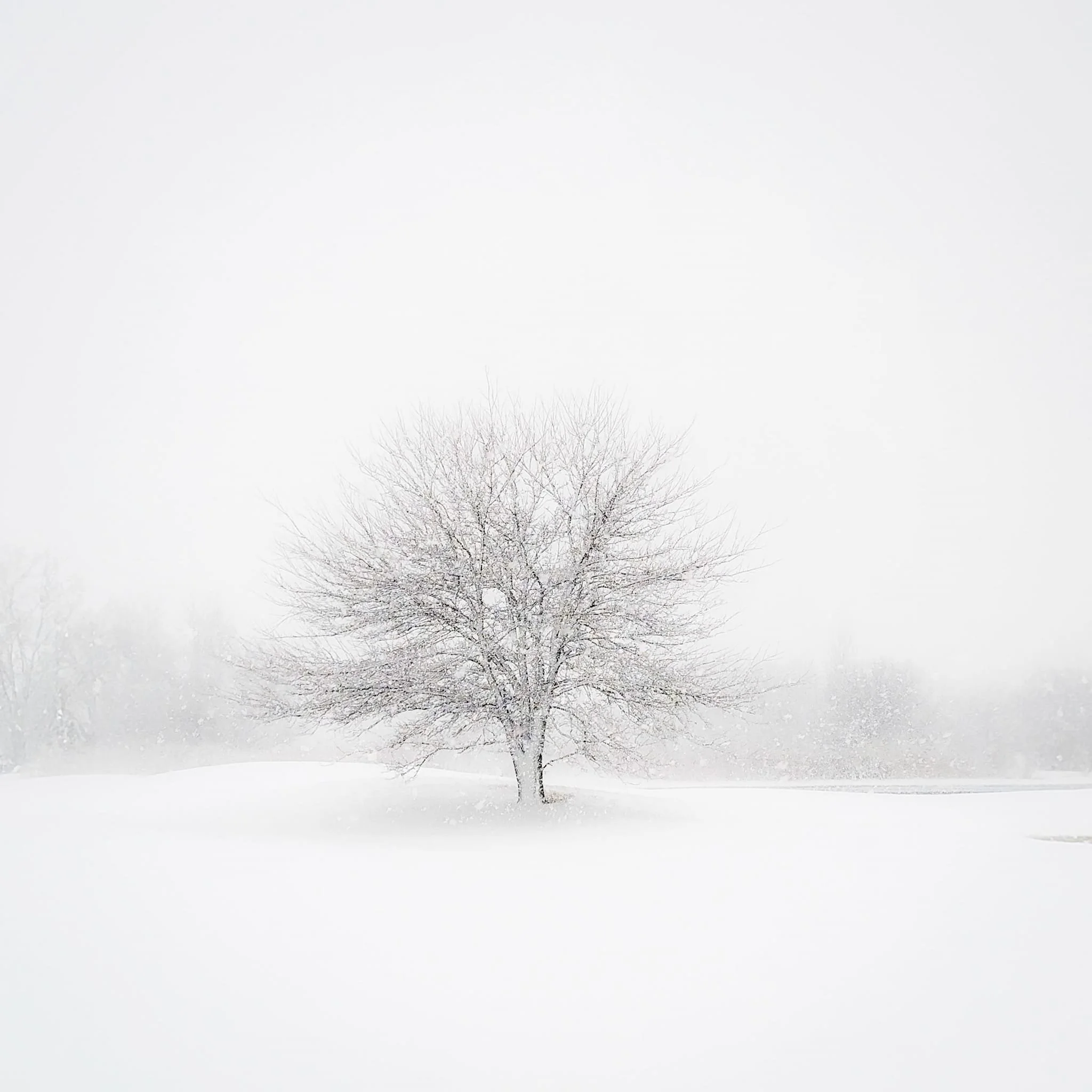 WinteryBliss.jpeg