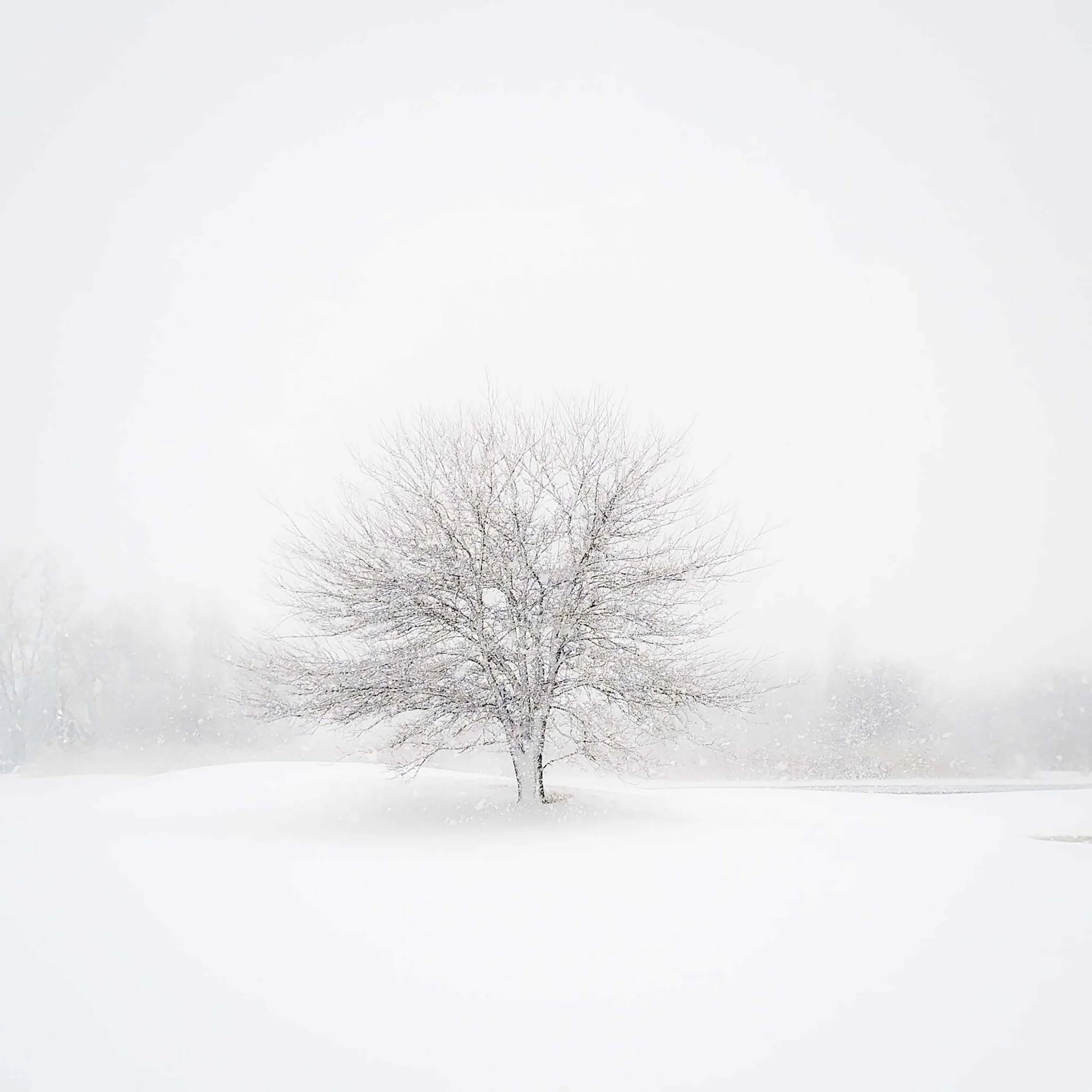 WinteryBliss PPA 7.19.23.jpg