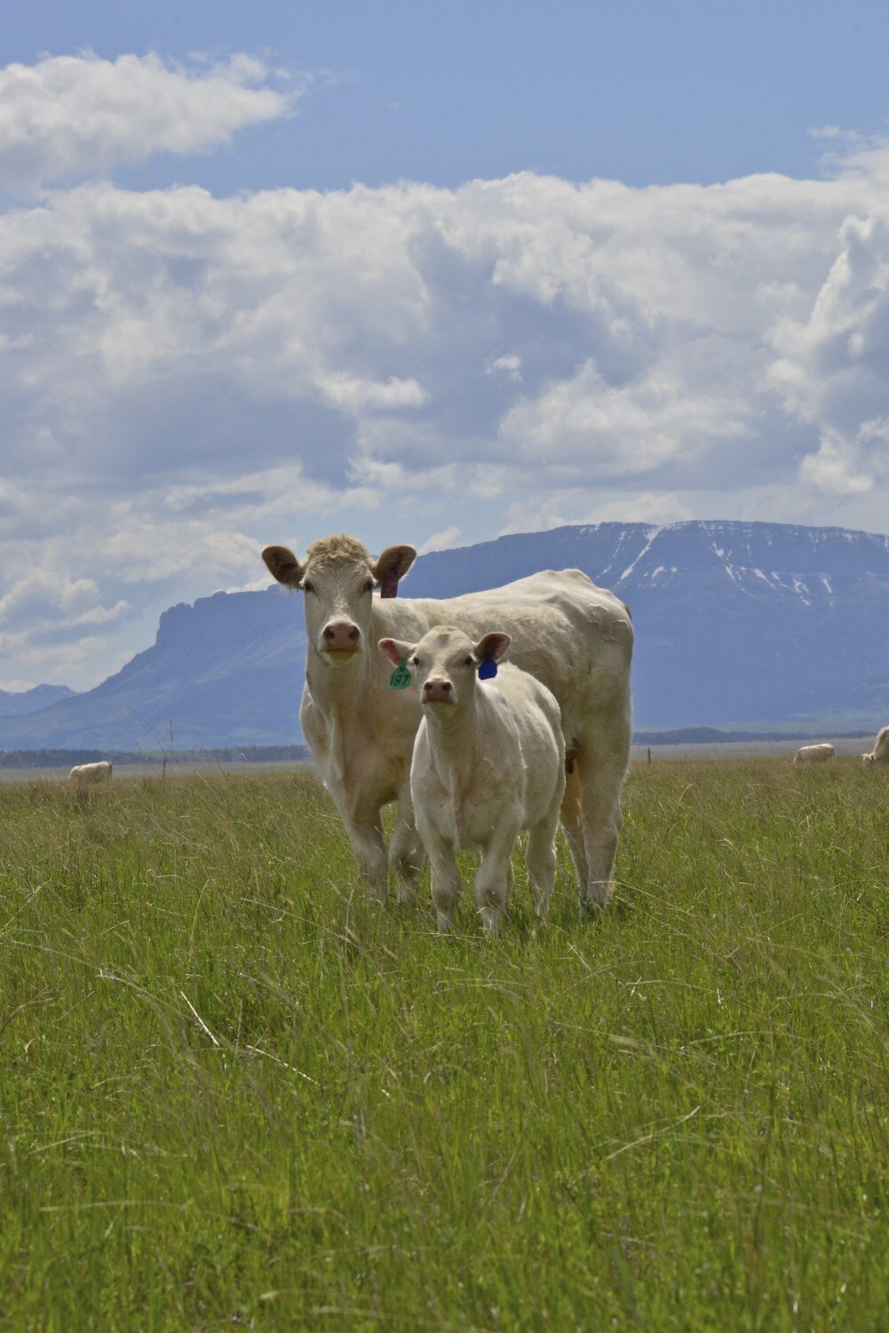 quality charolais.jpg