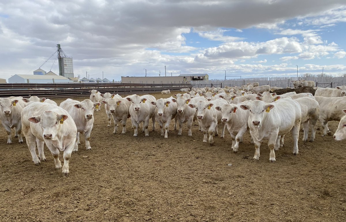 Cattle and grain bins in back.jpg