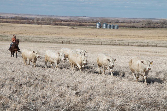 Jody Moving Charolais.jpg