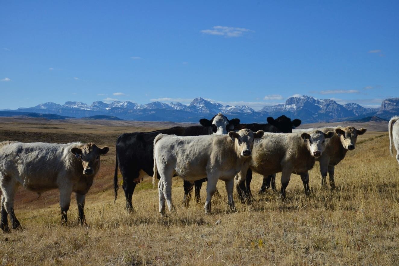 DeBruycker cows in front of Mountain Range 2.jpg
