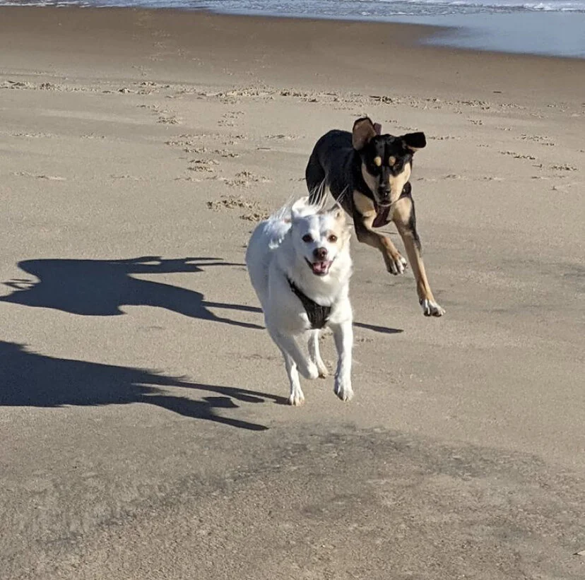 Flippy &amp; Gypsy