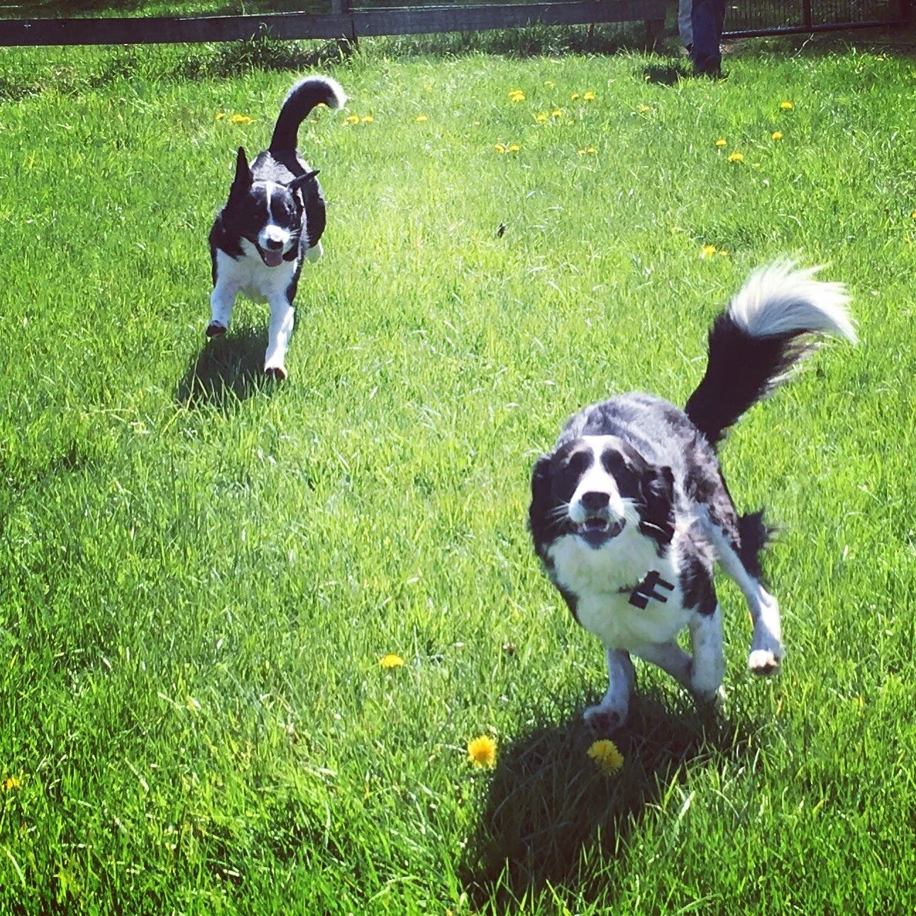 Boomer &amp; Torie