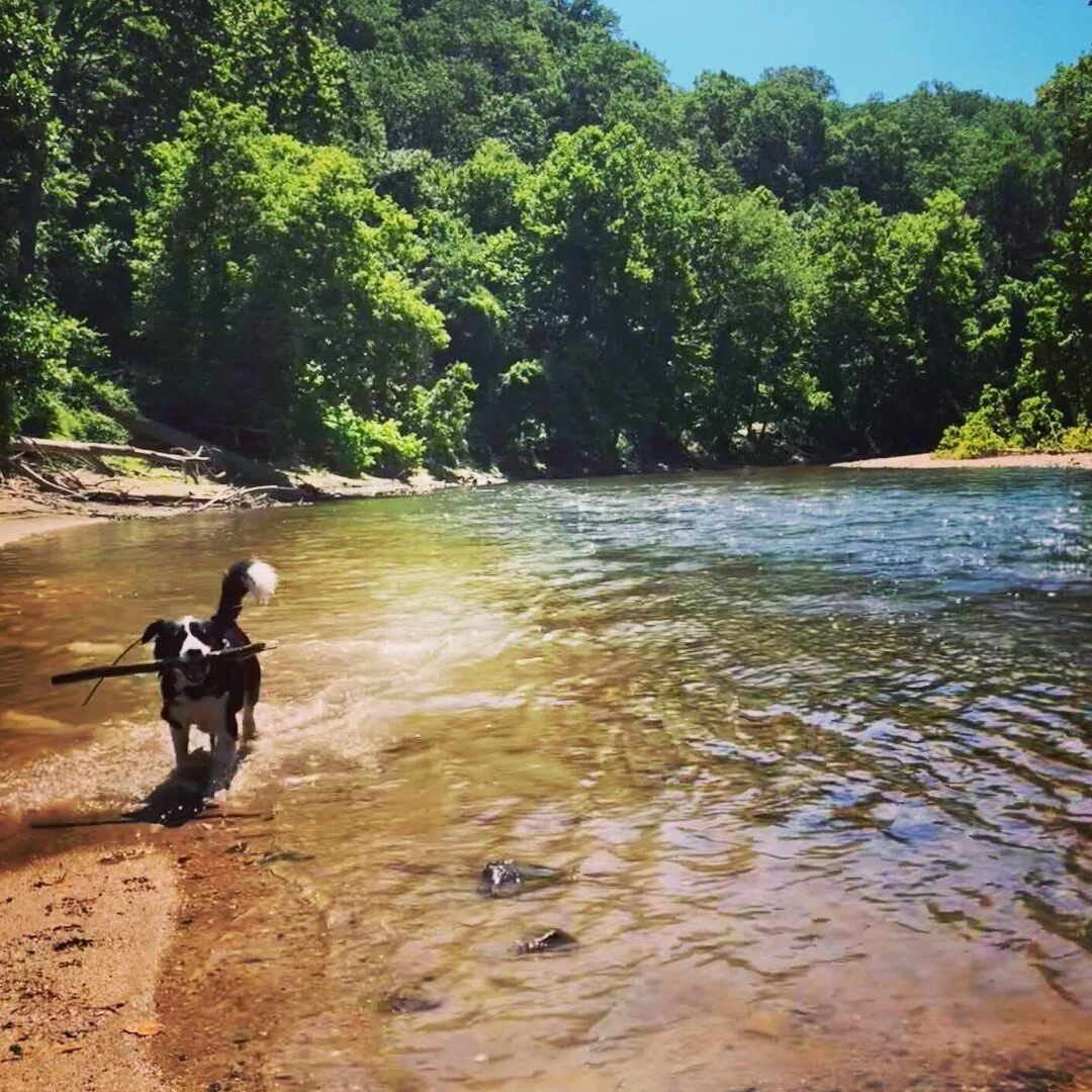River Pup.jpg