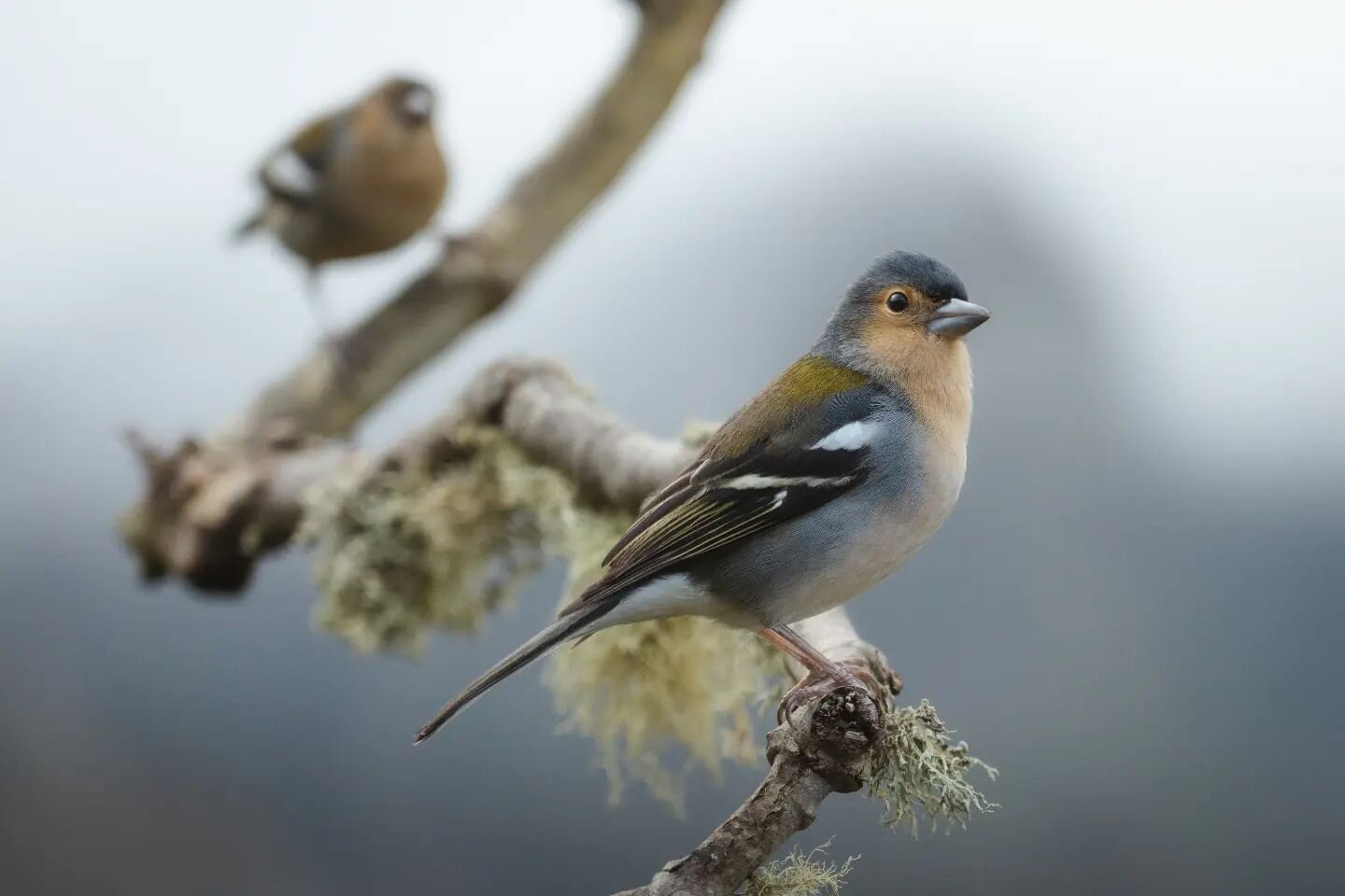 Watch your back.
.
.
#birds_private #birdplanet #birdingphotography #birdlover #bird_nature #birdphoto #birdshots #birdpics #birdsofig #birds_perfection #birdselite #animalsaddict #animalfanatics #animal_fanatics #animalsmood #animalsofig #animalshot