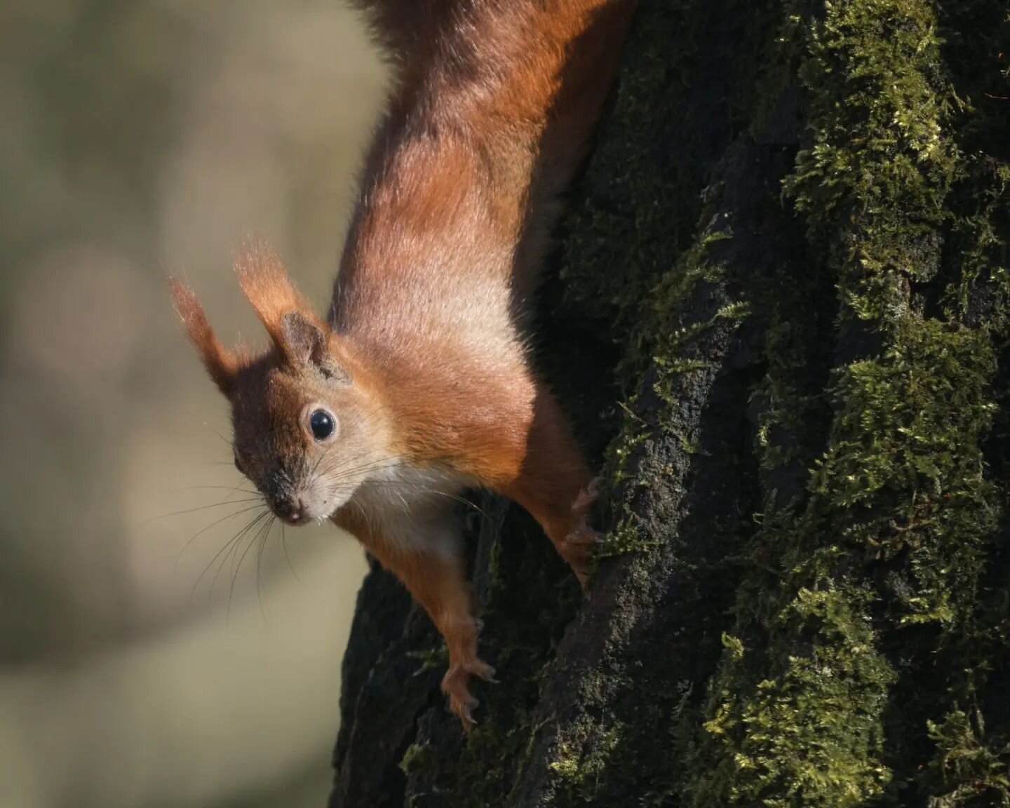There&acute;s nothing better than watching squirrels doing there thing and messing about. 😂
.
.
#wildlifeperfection #wildlife_inspired #wildlifefriend #wildlifelovers #wildlifephotography #animals_captures #animalshots #animalflow #wildlife_shots #w