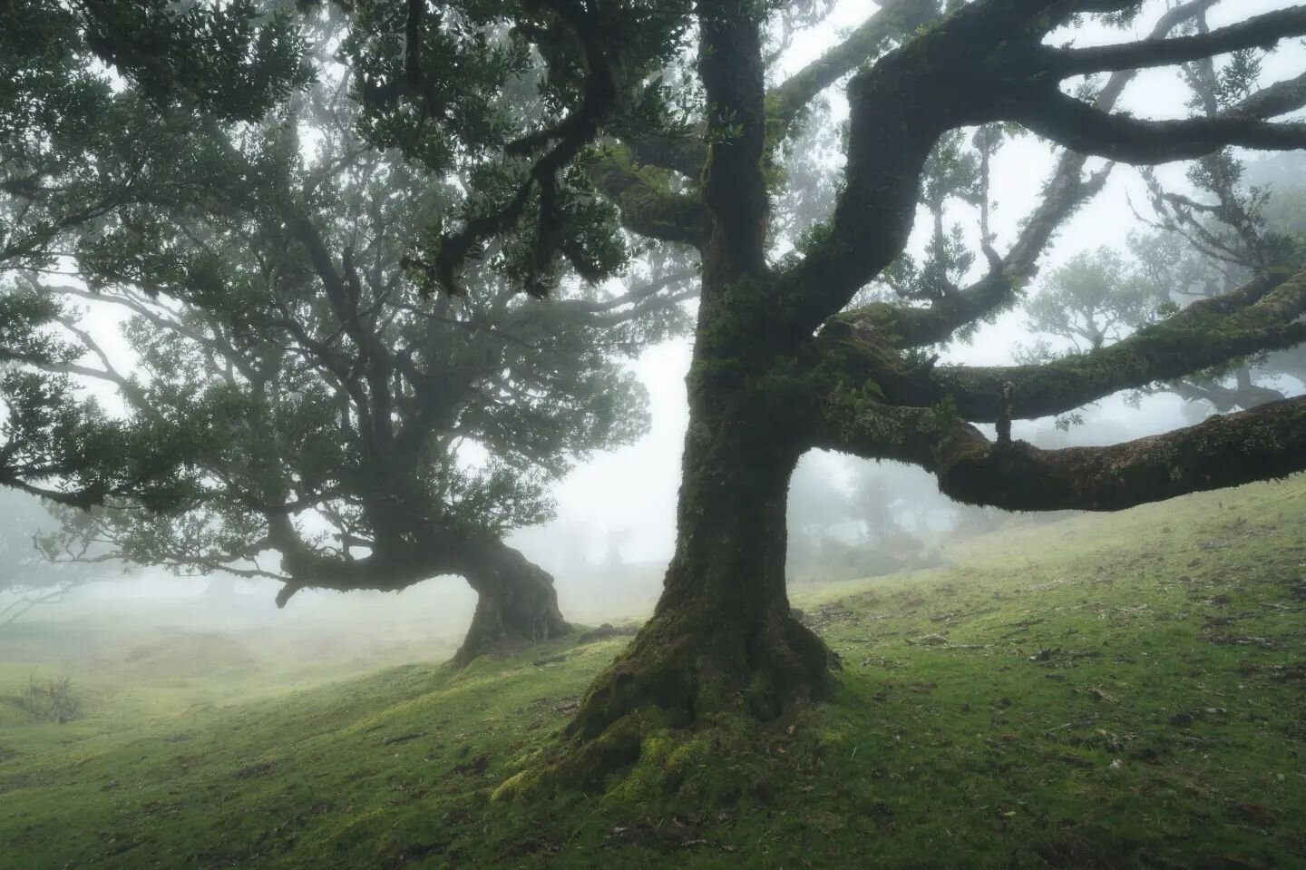 The mystical forest of Fanal. 
Walking true the ancient laurel trees is like walking into a fairytale. The forest has something enchanting to it, an amazing experience.
We went there twice because the first time the conditions were not ideal and I re