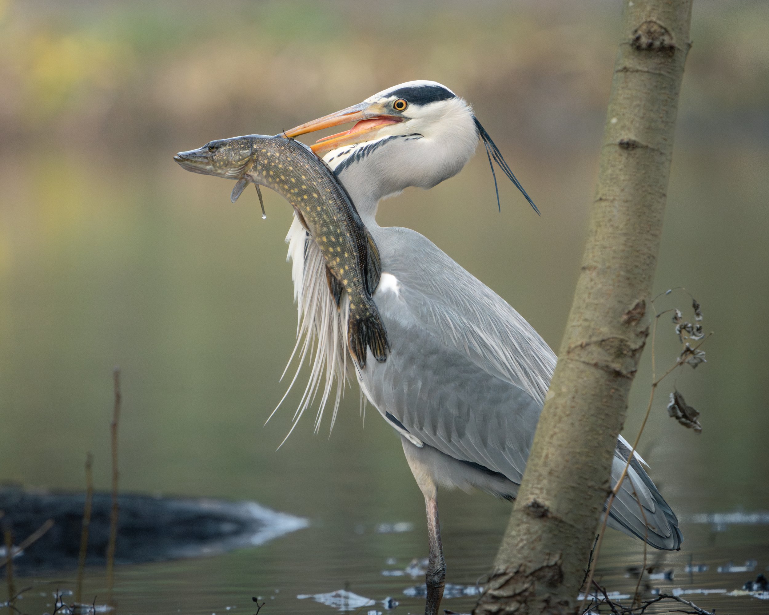 DSC05661-Enhanced- heron.jpg
