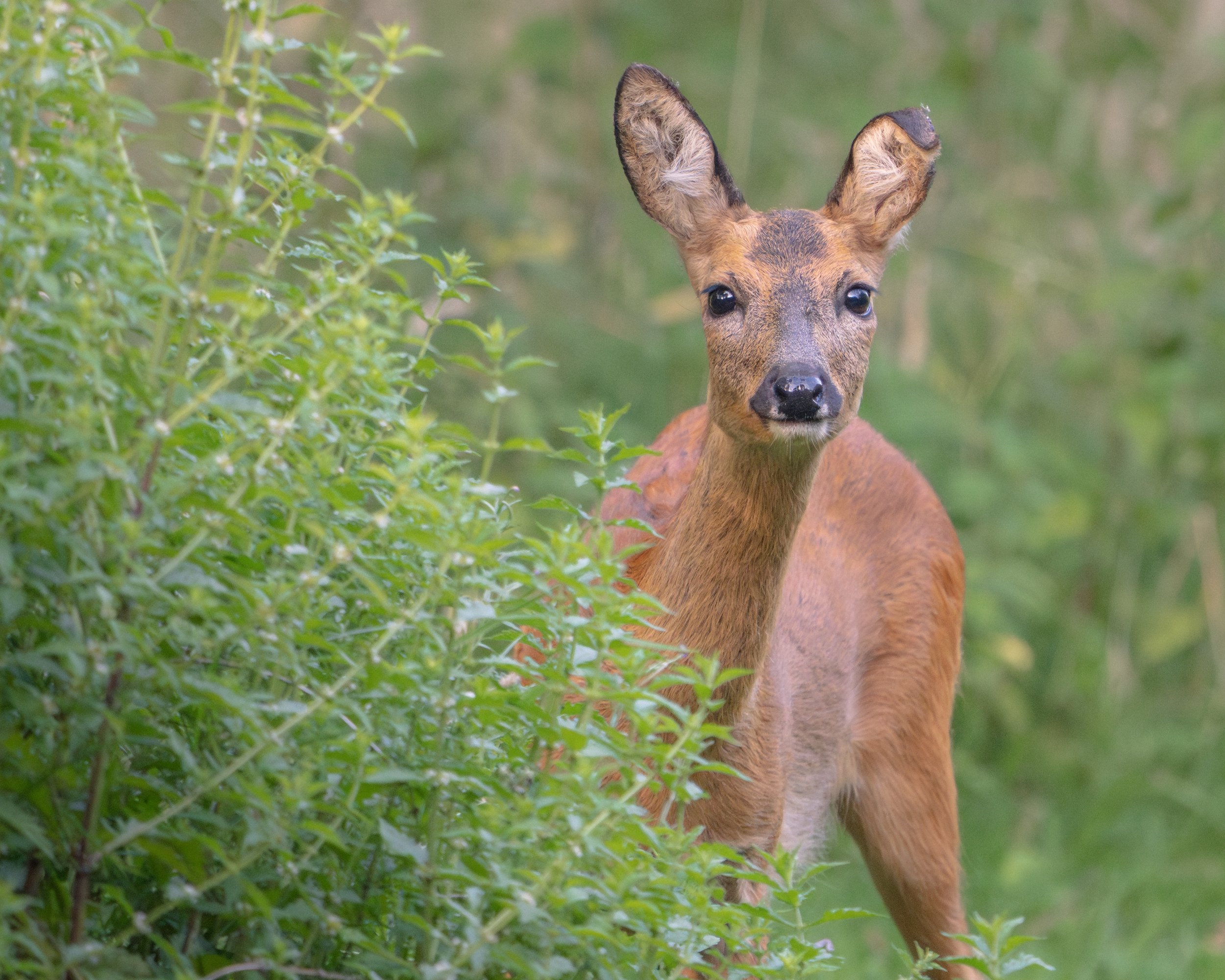 DSC08714 2-Enhanced-NR.jpg