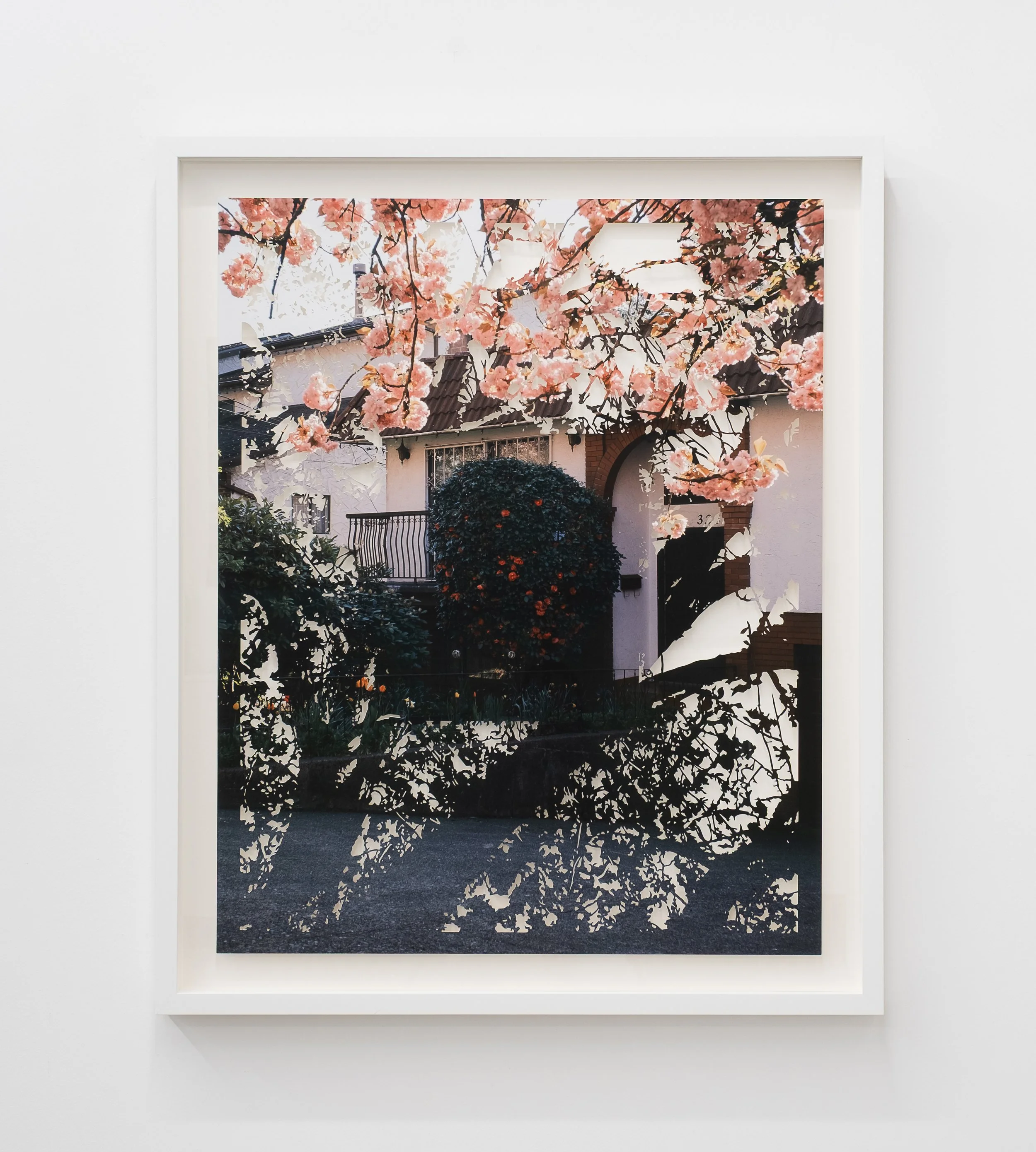 framed view: spring roses, vancouver