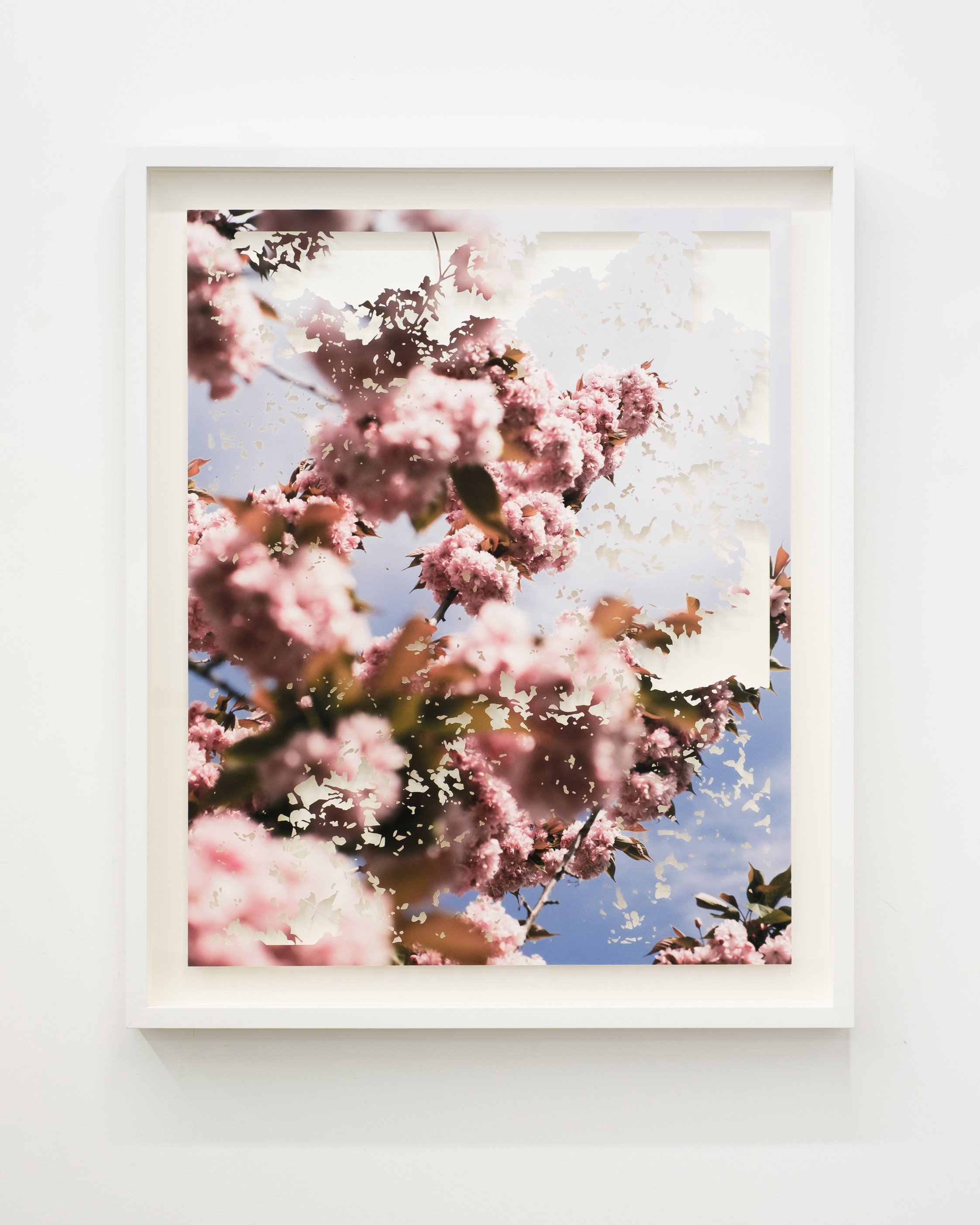 cherry blossoms 
hand cut photo on hahnemuhle photo rag, framed 
40" x 33" framed 
2026 
$4400