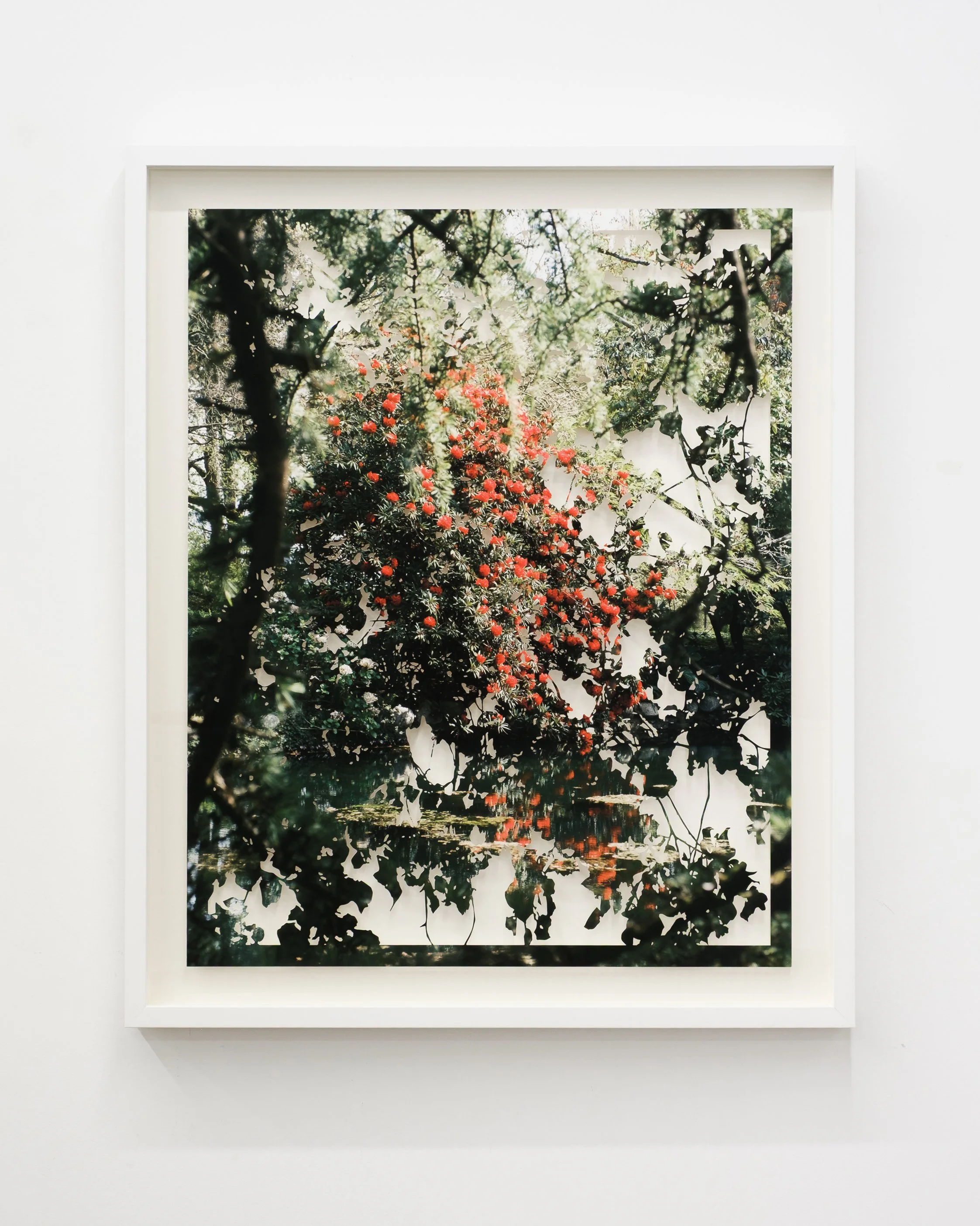 fiona freemark  
rhododendrons 
hand cut photo on hahnemuhle photo rag, framed 
40" x 33" framed 
2026 
$4400