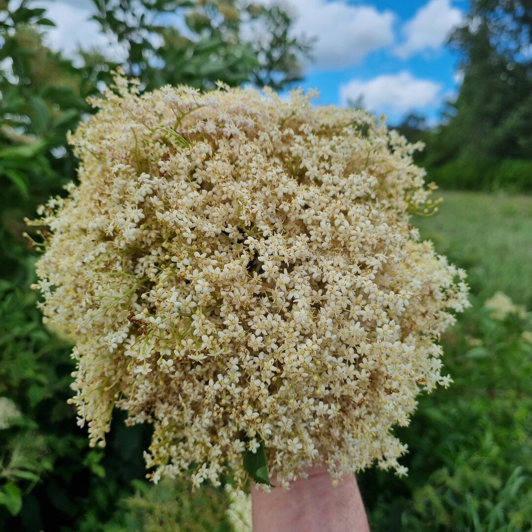 wild elderflower for our summer pickle. it's coming to an end now so we are running around collecting all we can to preserve for as long as we can. ​​​​​​​​
​​​​​​​​
#thisisiirishfood #seasonalfood #wildfood #elderflower