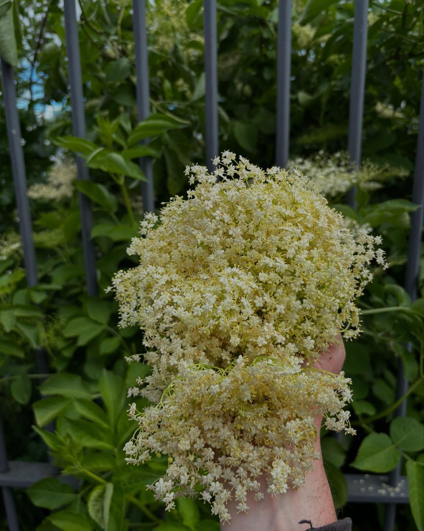 beautiful day yesterday gathering and preserving for the summer menu and events. elderflower, wild fennel, 3 cornered leek, wild garlic berries
#thisisirishfood #summer #wildfood #seasonalfood