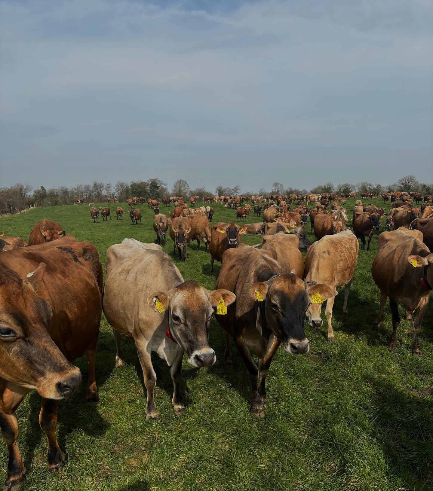 we are so excited to be working with @a.l.l.t.a to get some of the best beef in the country. Niall has been on a mission for better beef for years.
these jersey cows are retired after their dairy life and matured @woodtownjerseys before being expert